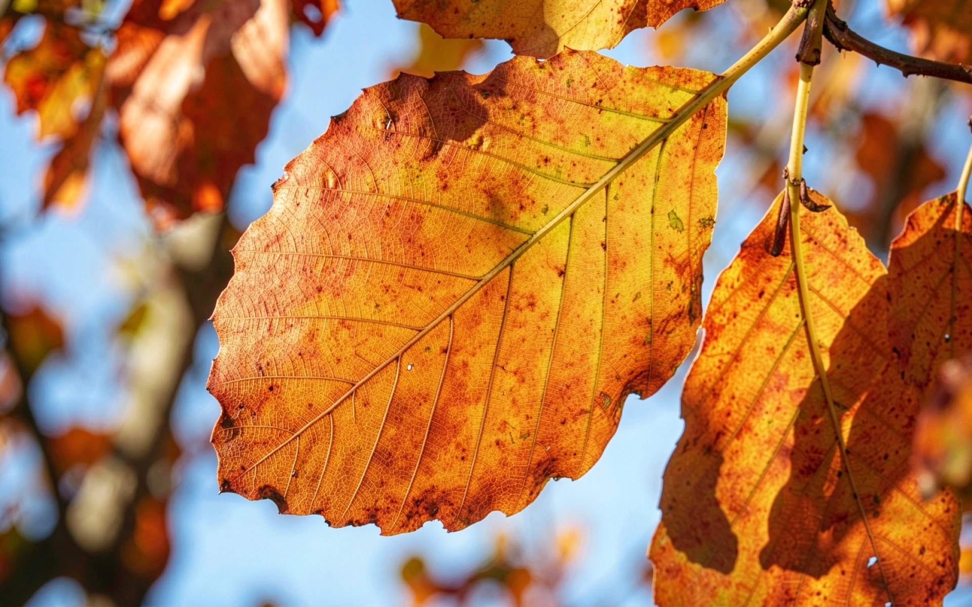 Осенний лист бука золотисто-оранжевого цвета