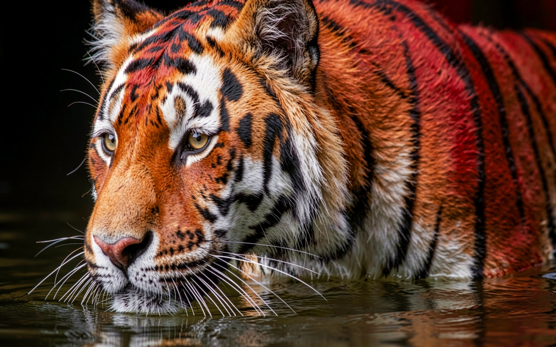 Бенгальский тигр рыжий в воде