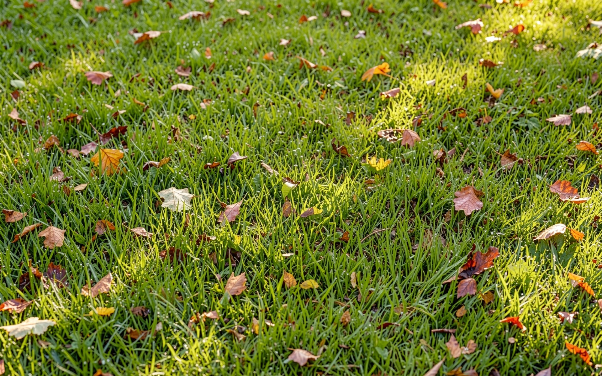 Зеленый газон осенние листья утренний свет