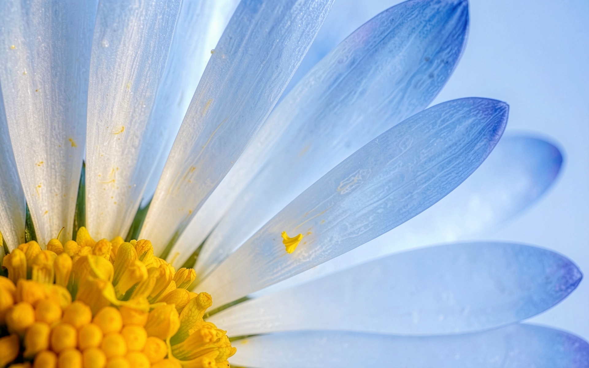 Макросъемка белой ромашки голубой фон минимализм