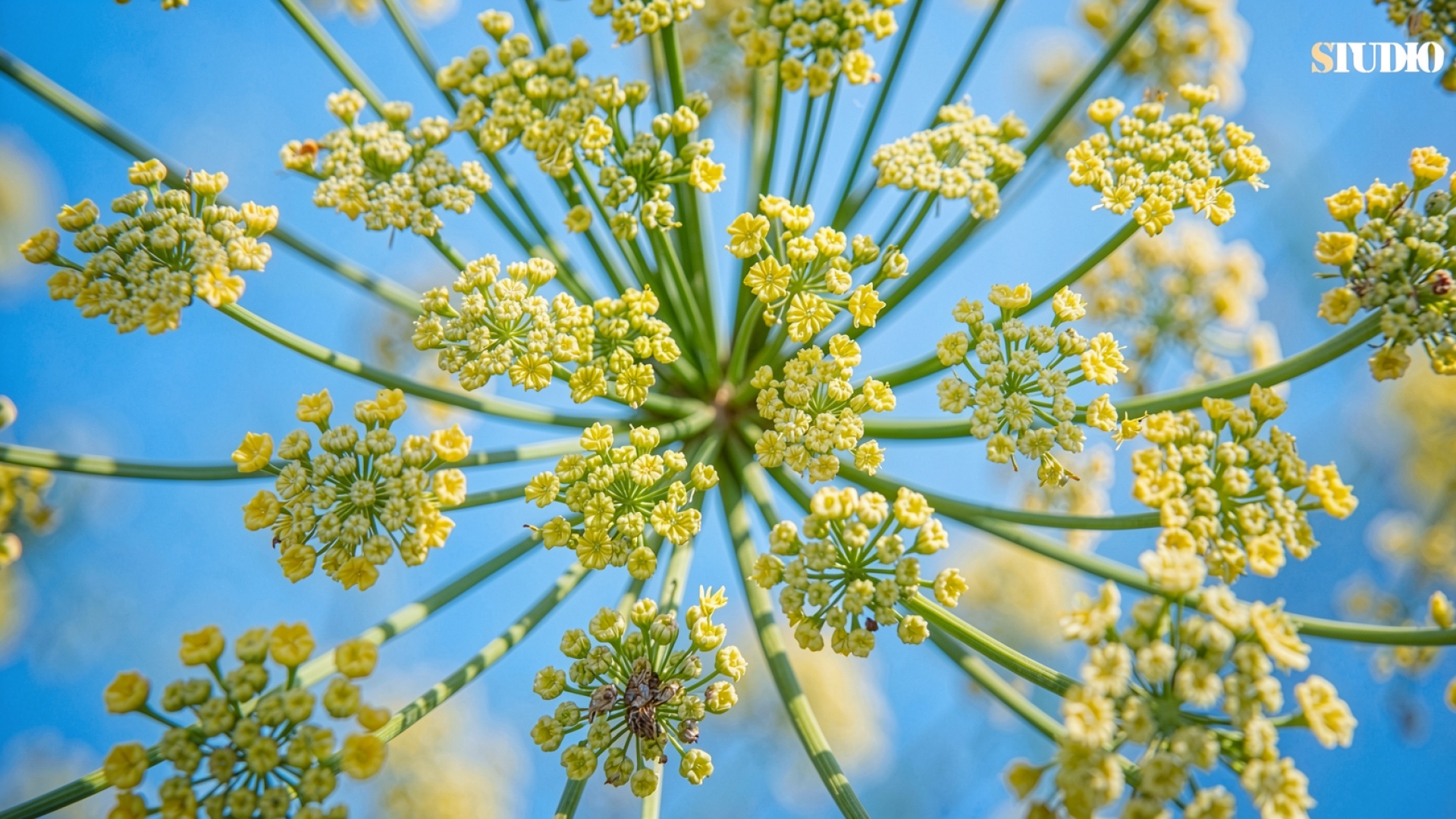Желтый зонтичный цветок на голубом фоне