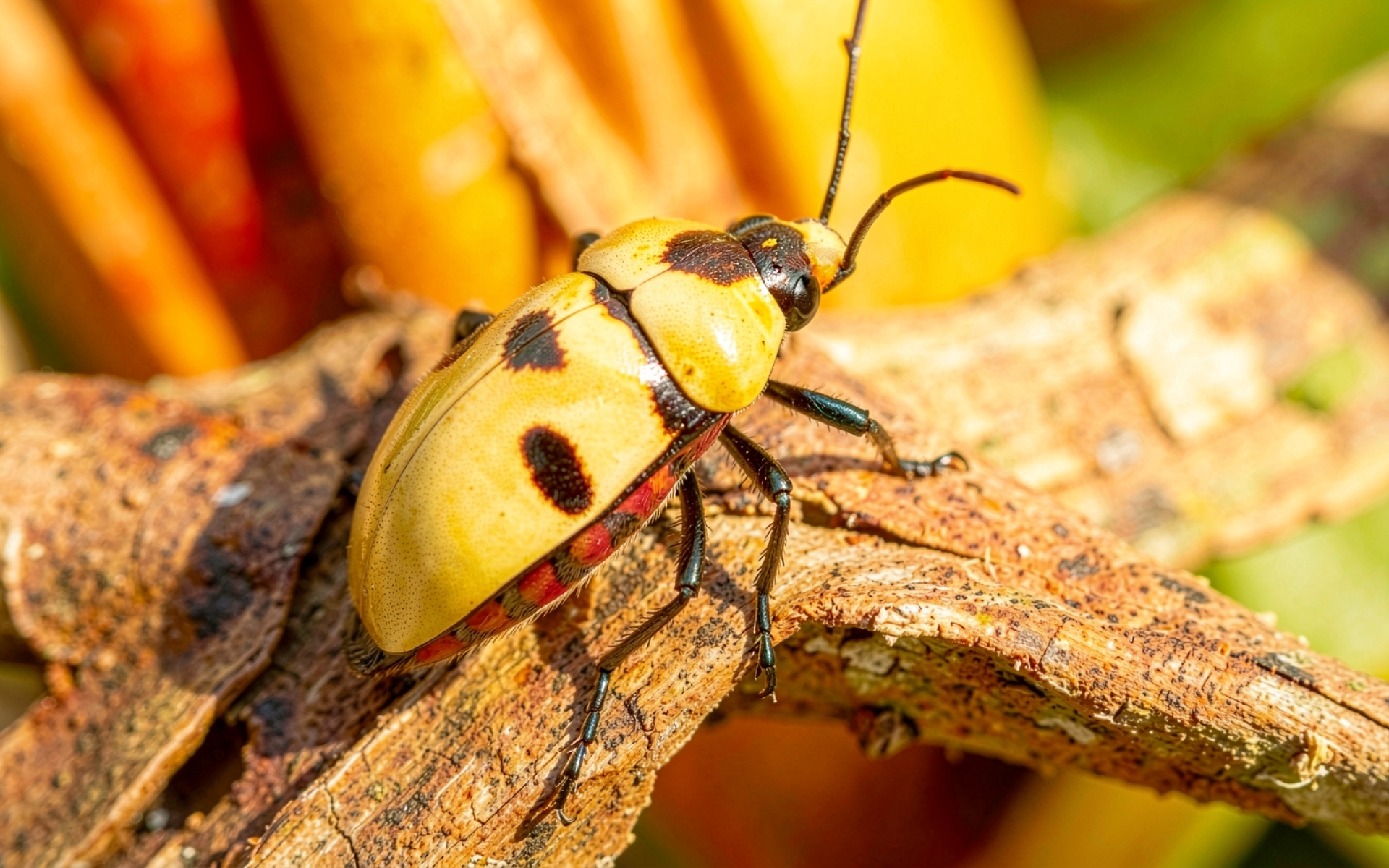 Желтый жук с черными пятнами на коре