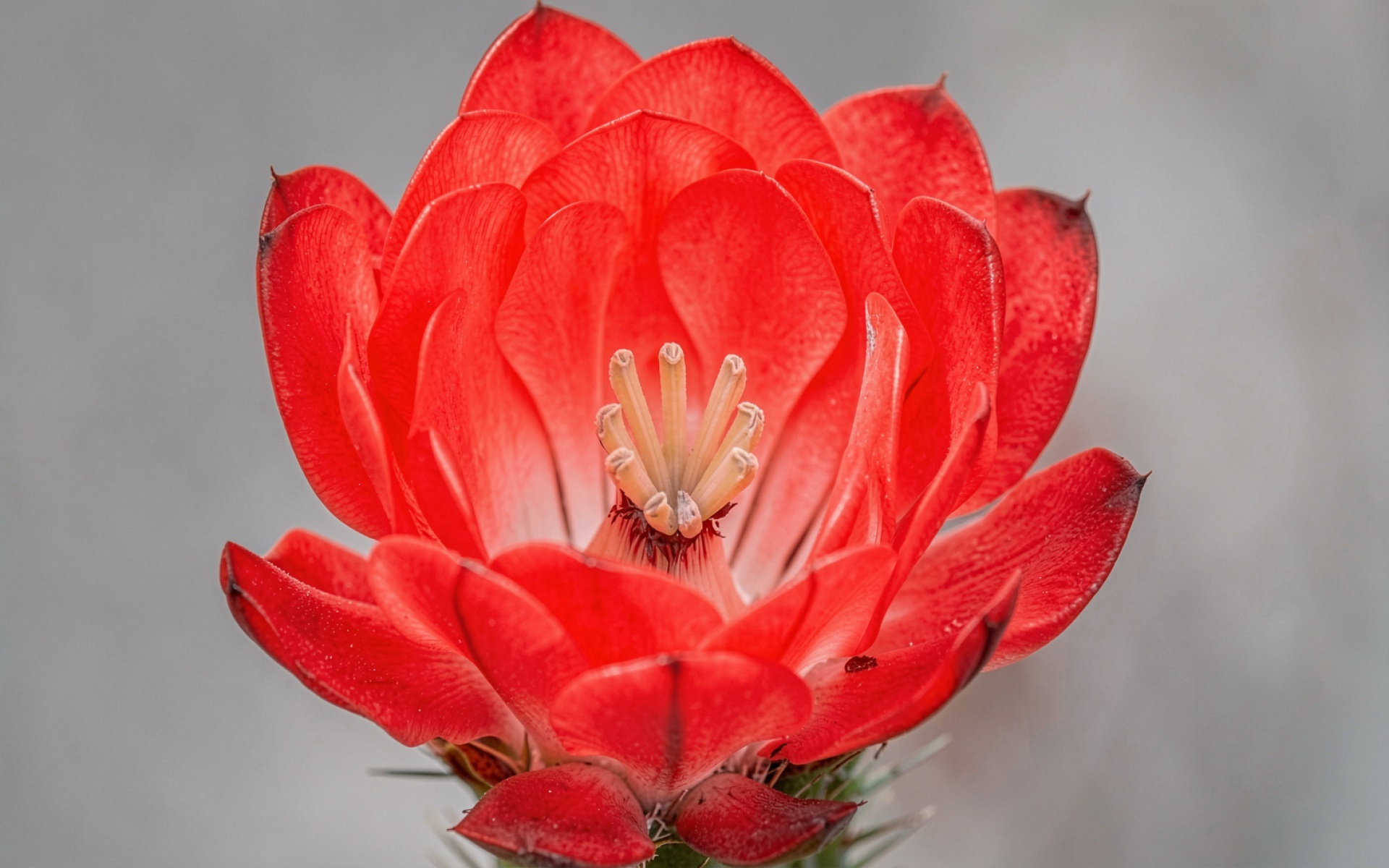 Красный цветок кактуса мамиллярия крупный план