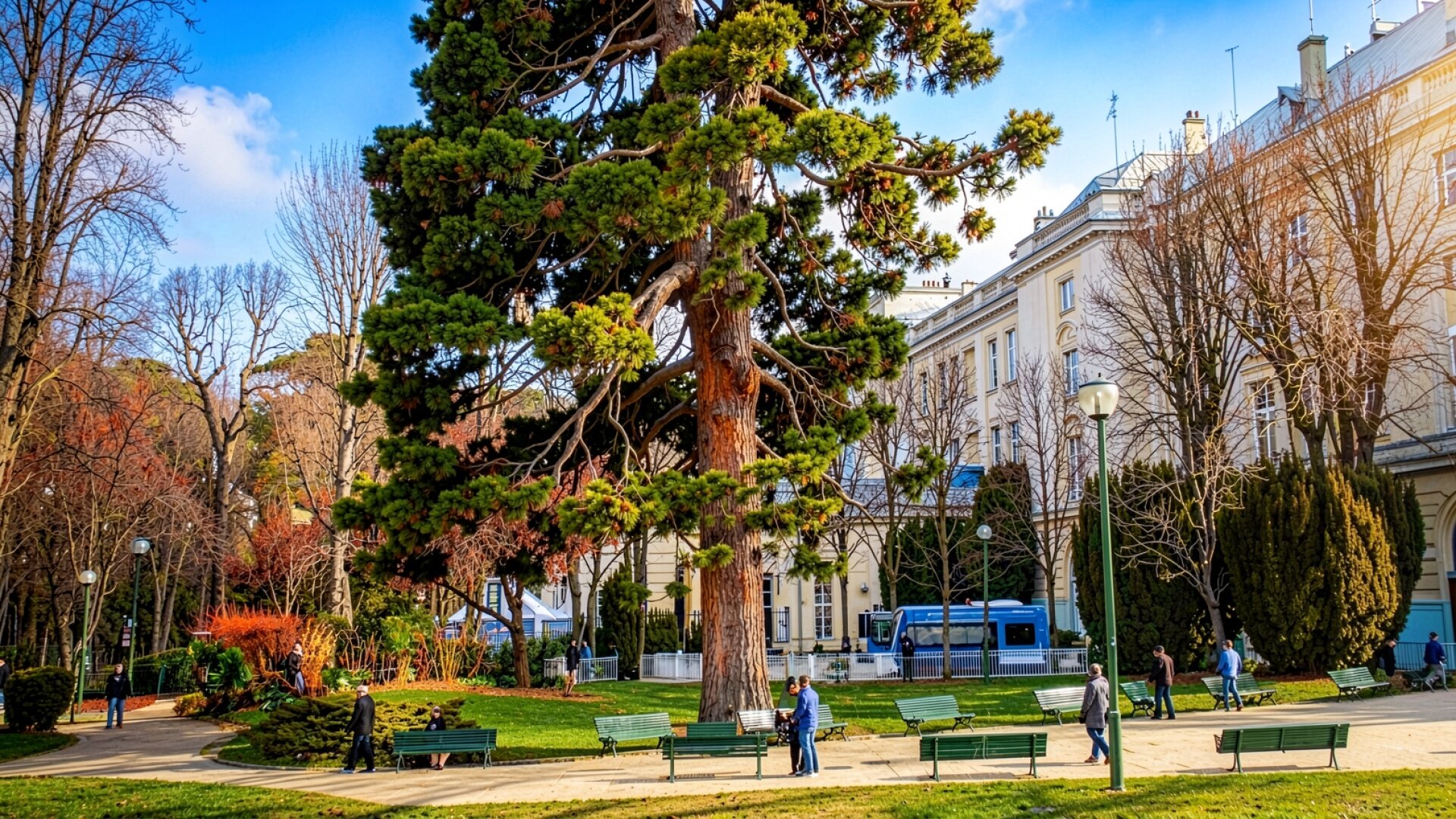 Высокая сосна в городском парке осенью