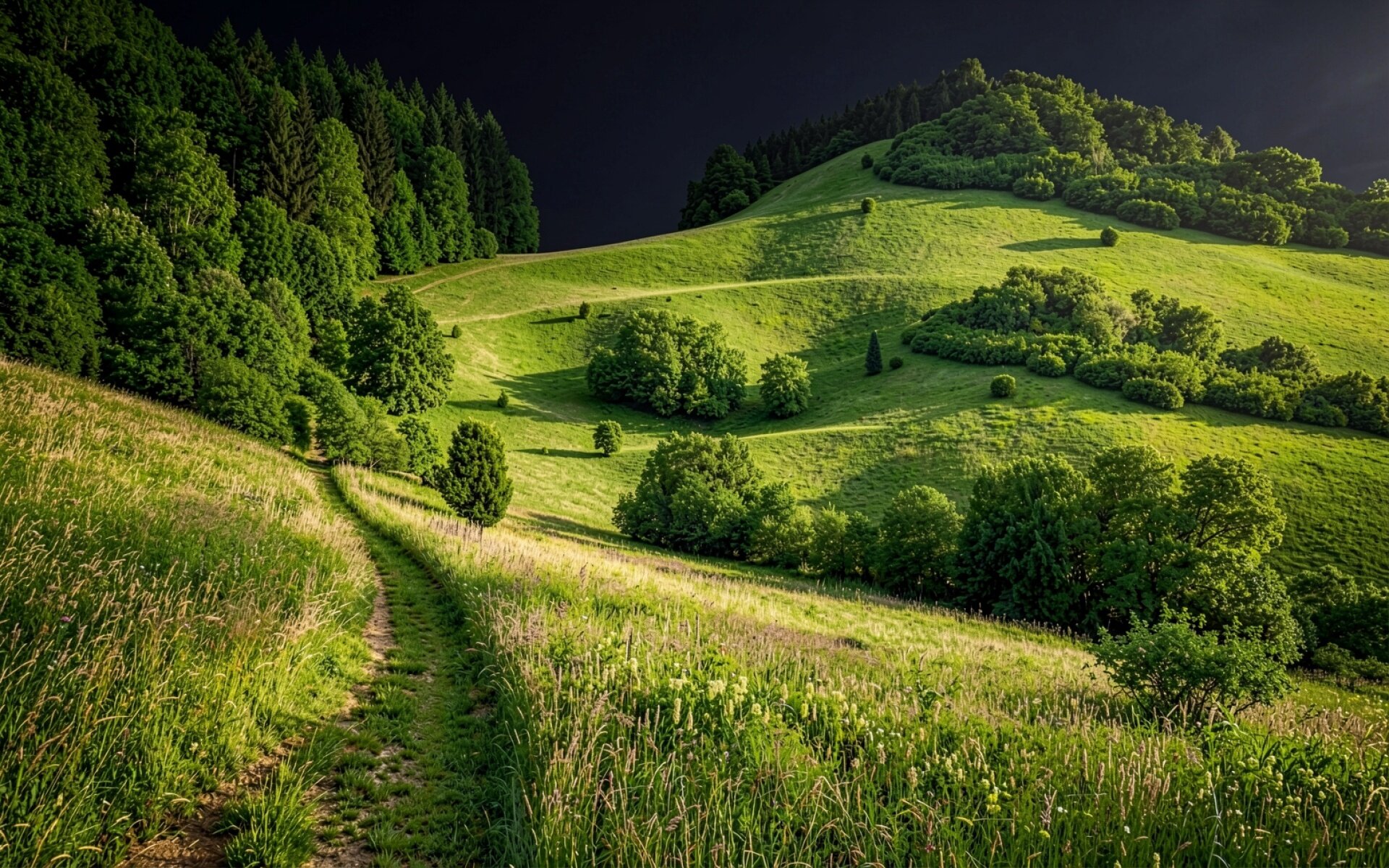 Зеленый холмистый пейзаж с тропинкой и лесом