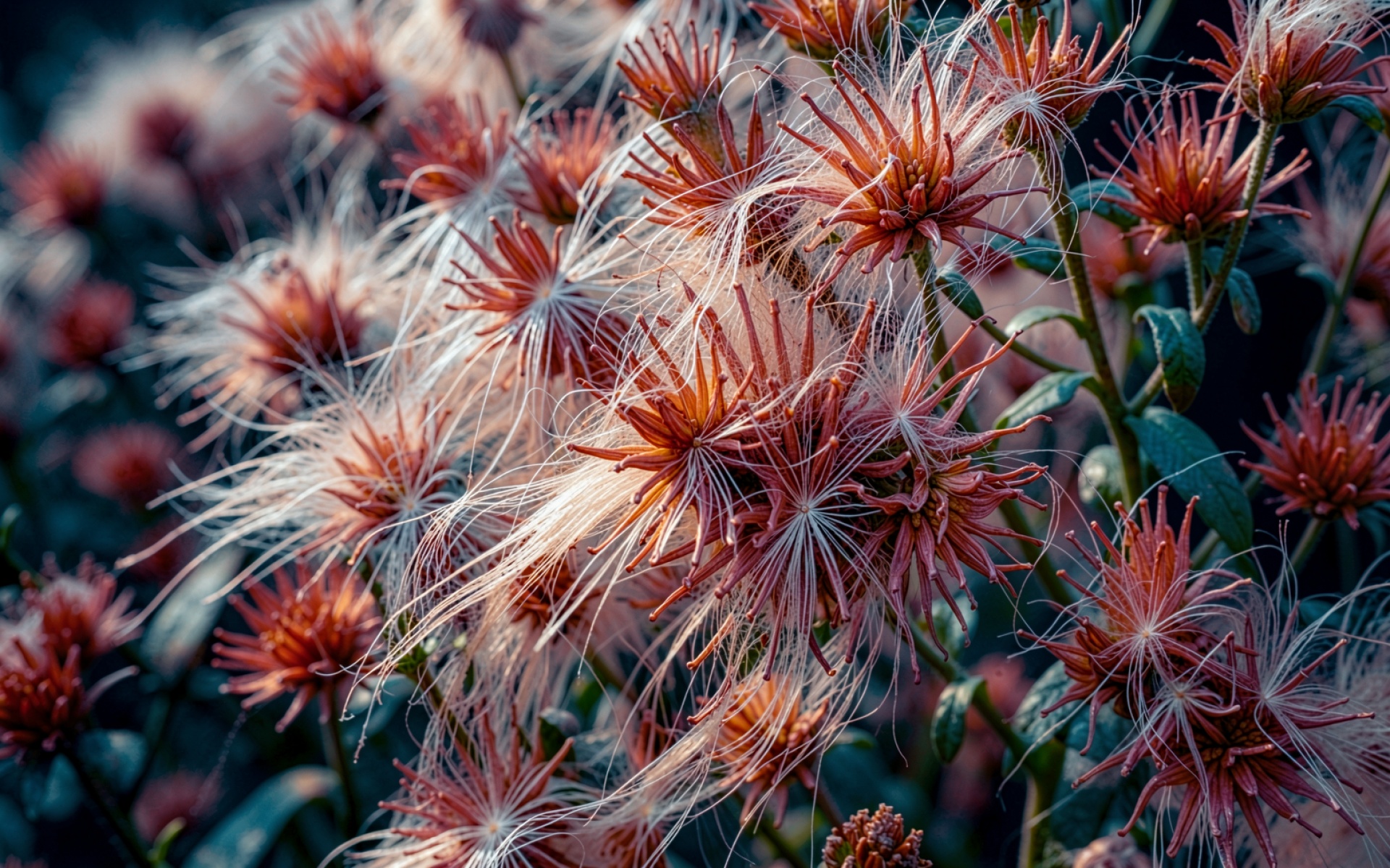 Оранжевые пушистые цветы на темном фоне