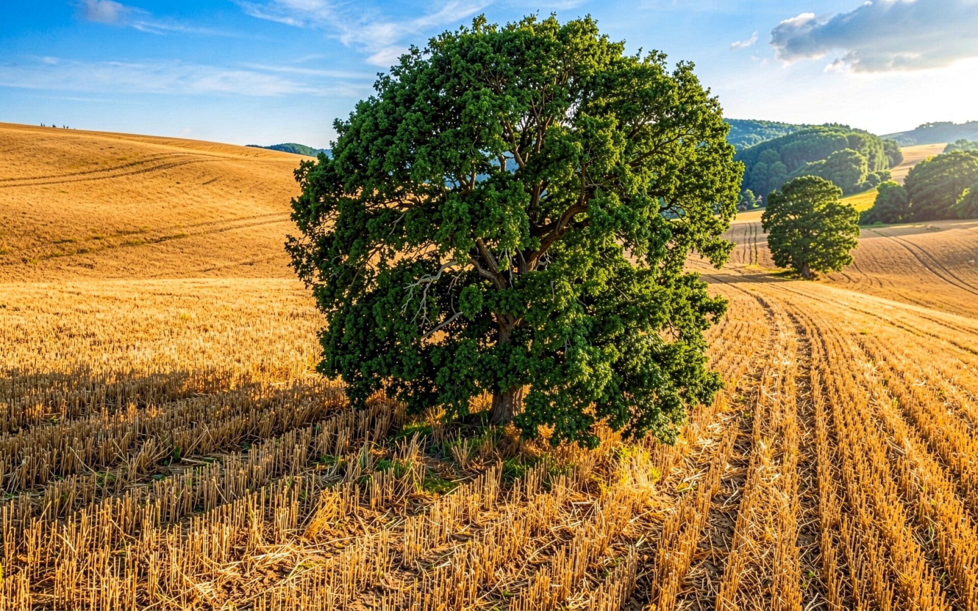 Одинокий зеленый дуб в золотом пшеничном поле
