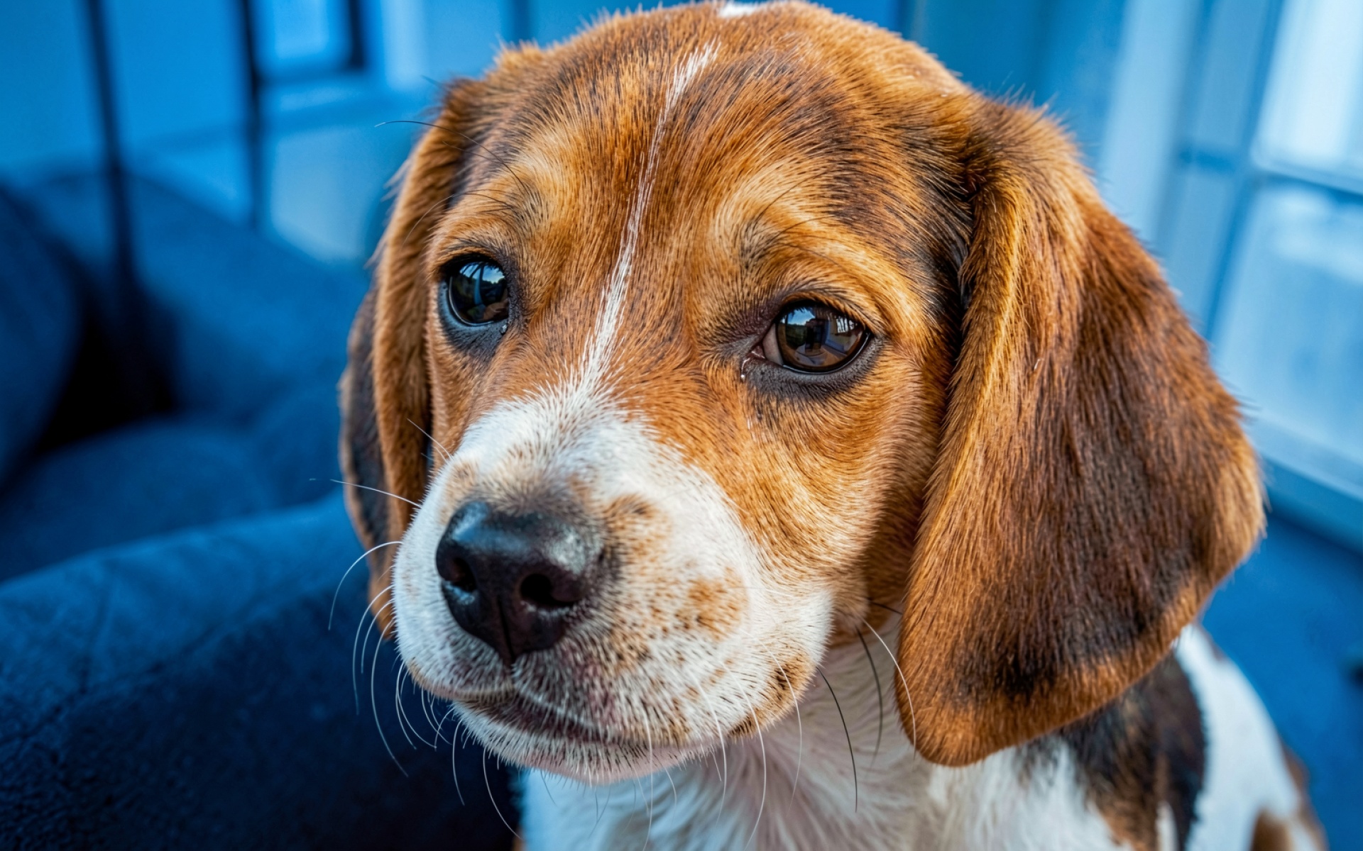 Щенок бигля рыжего цвета в синем интерьере