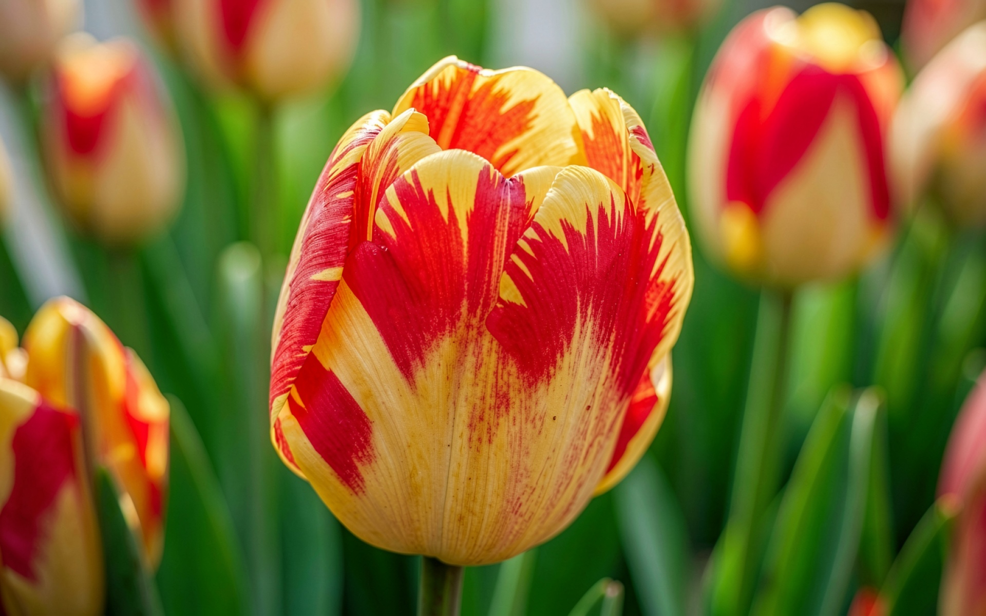 Желто-красный тюльпан в солнечном весеннем саду