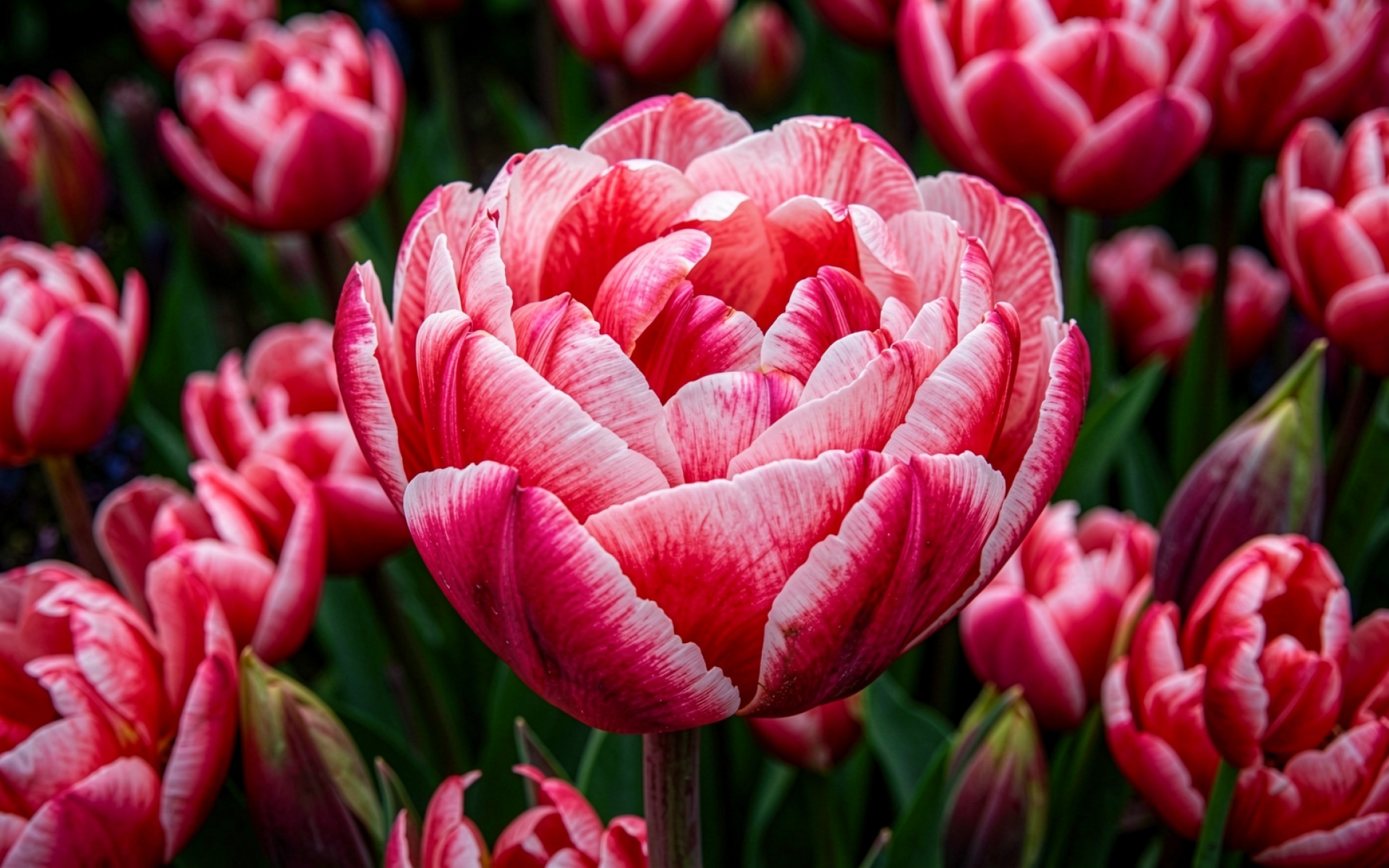 Красный махровый тюльпан в весеннем саду