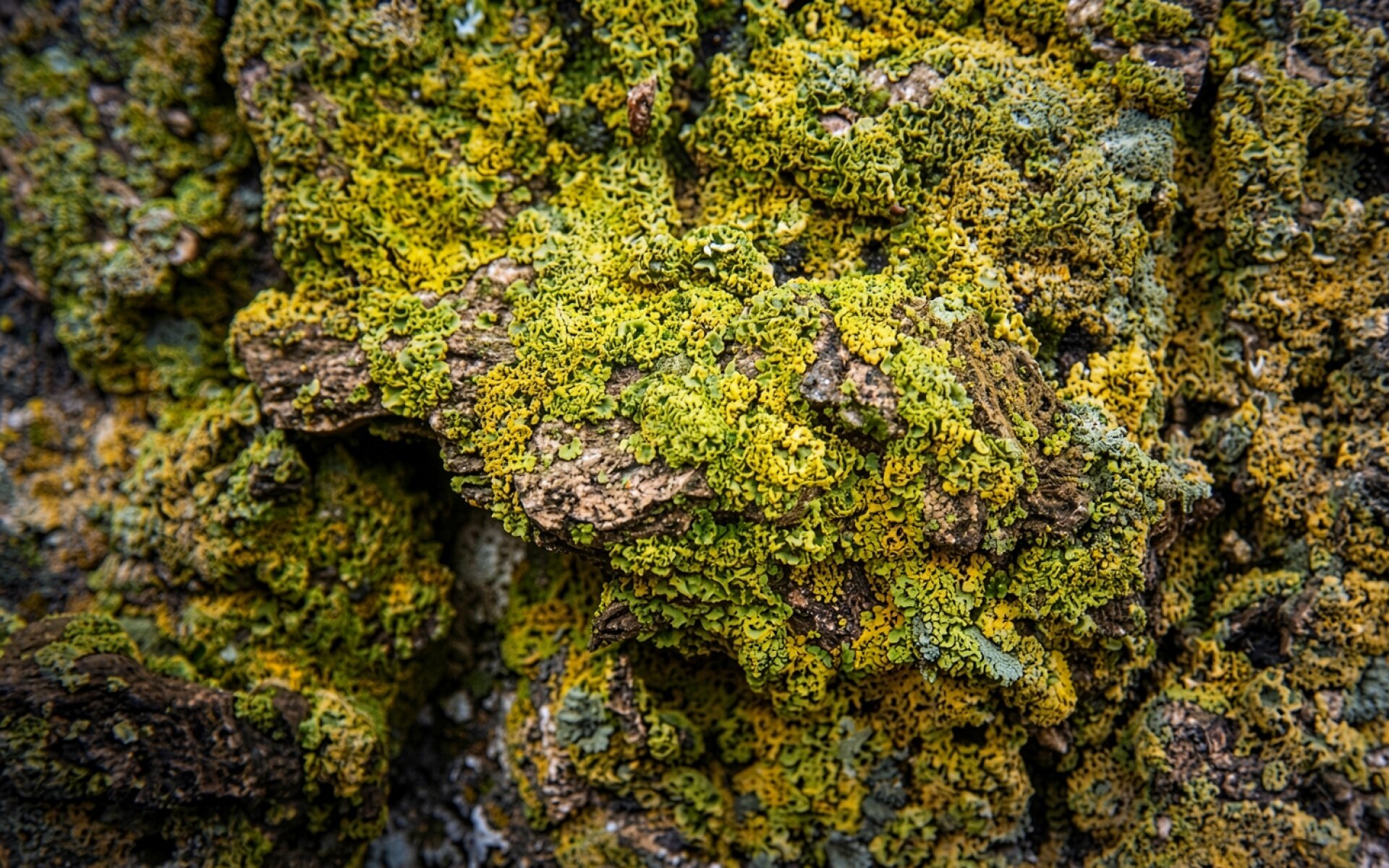 Желтый лишайник на темной коре дерева