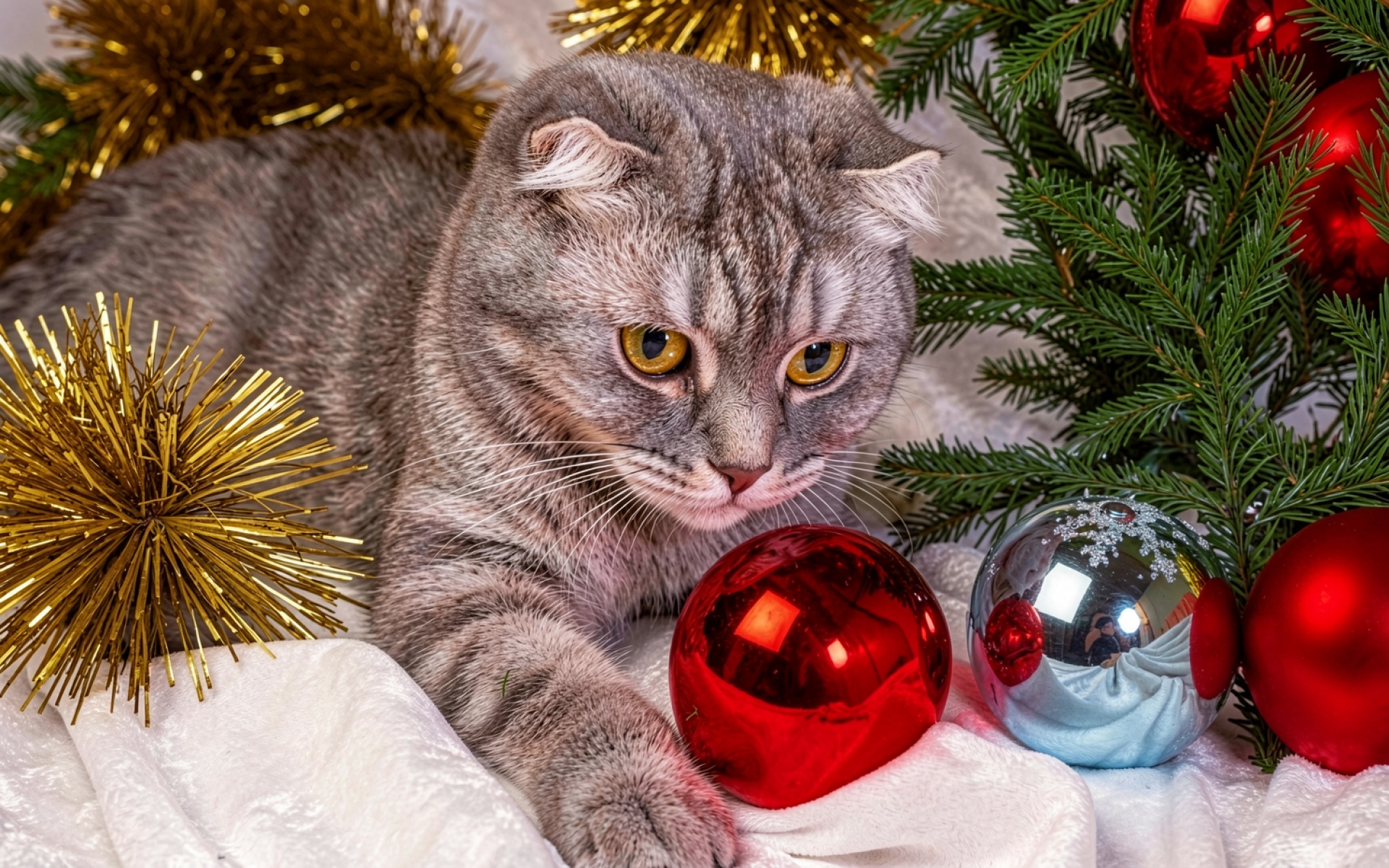 Серый шотландский вислоухий кот среди новогодних шаров