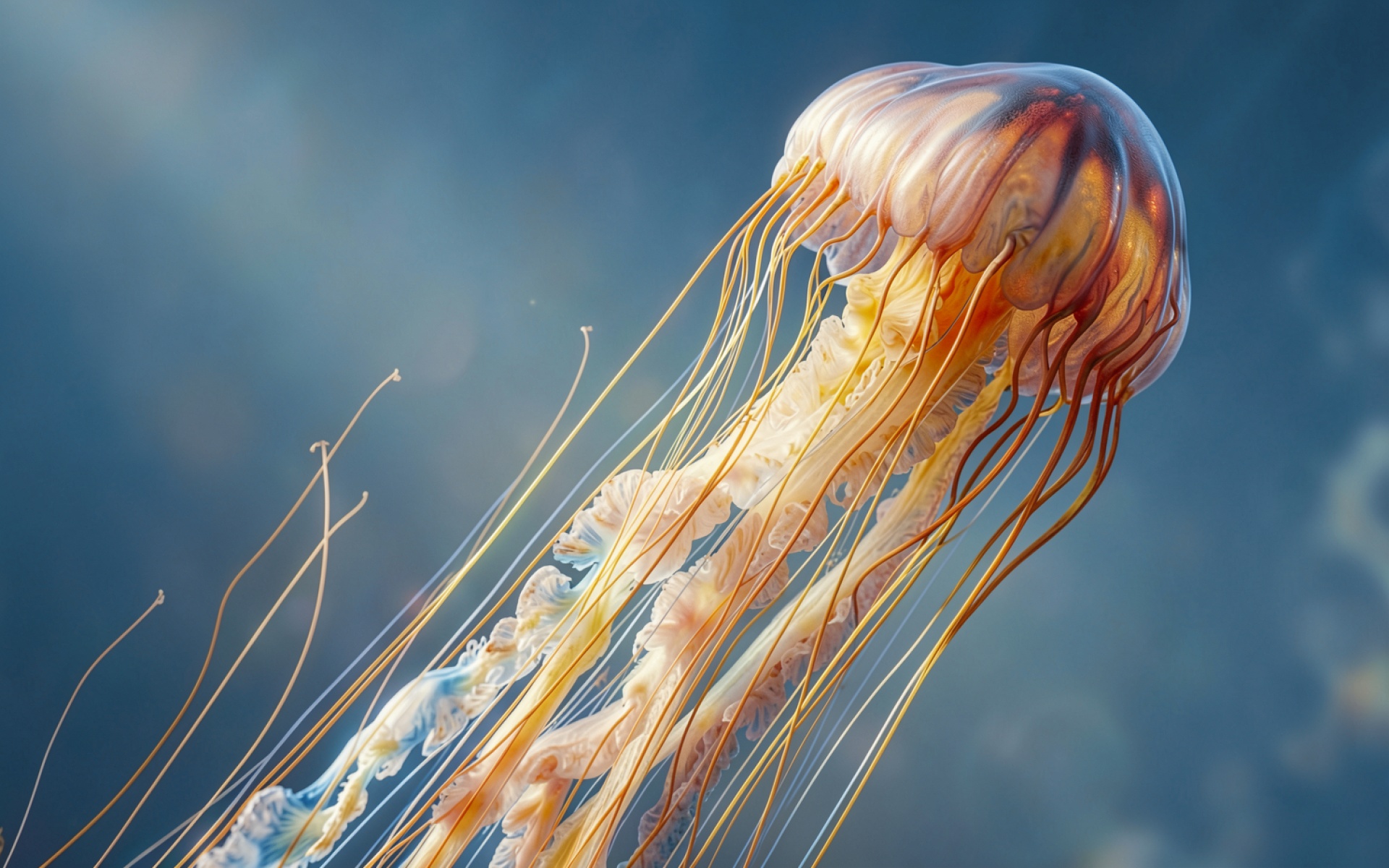 Медуза оранжевого цвета в глубокой синей воде