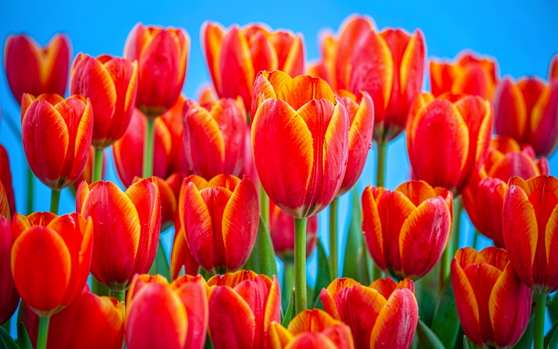 Красные тюльпаны с желтой каймой на голубом фоне