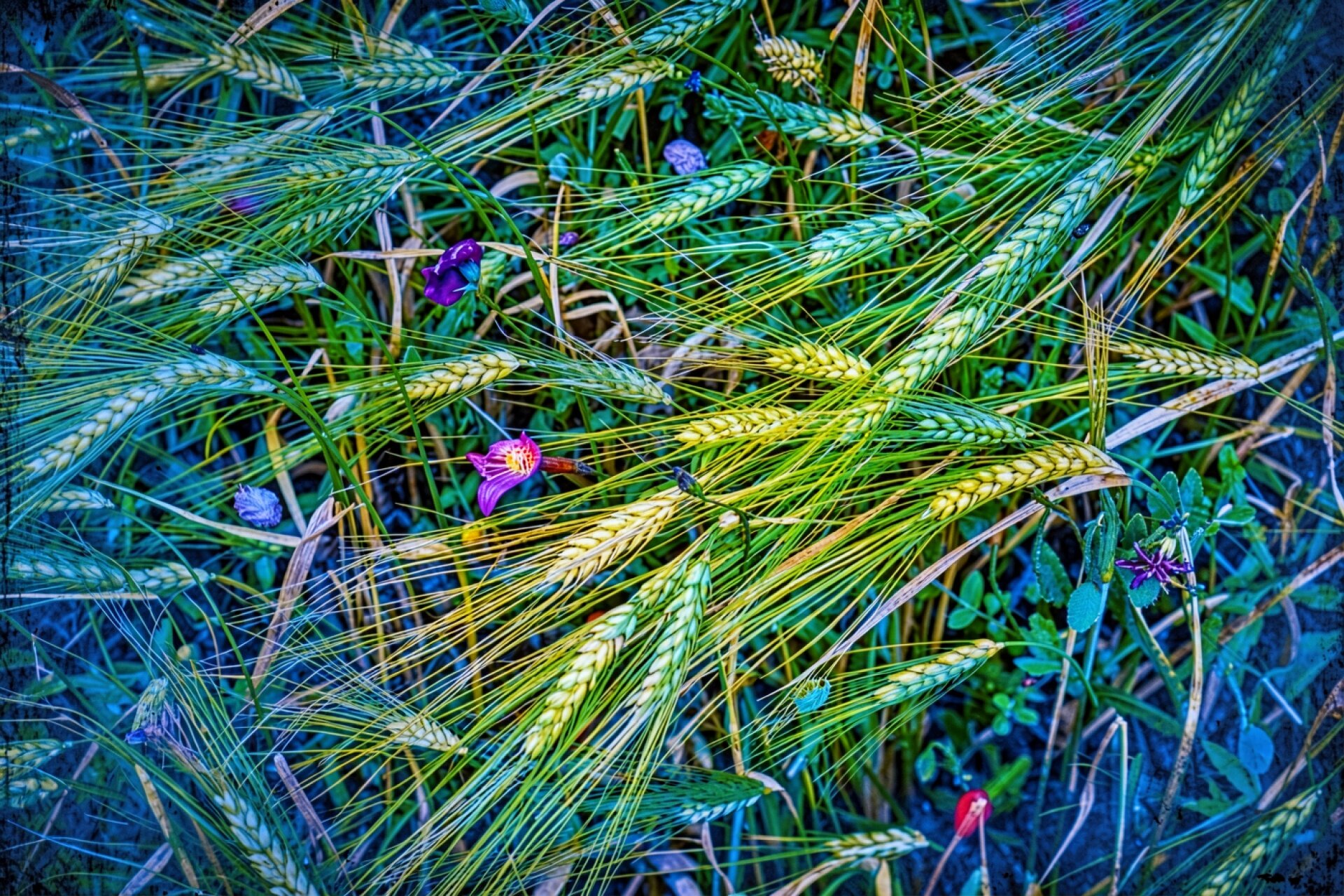 Колосья пшеницы с фиолетовыми цветами в поле