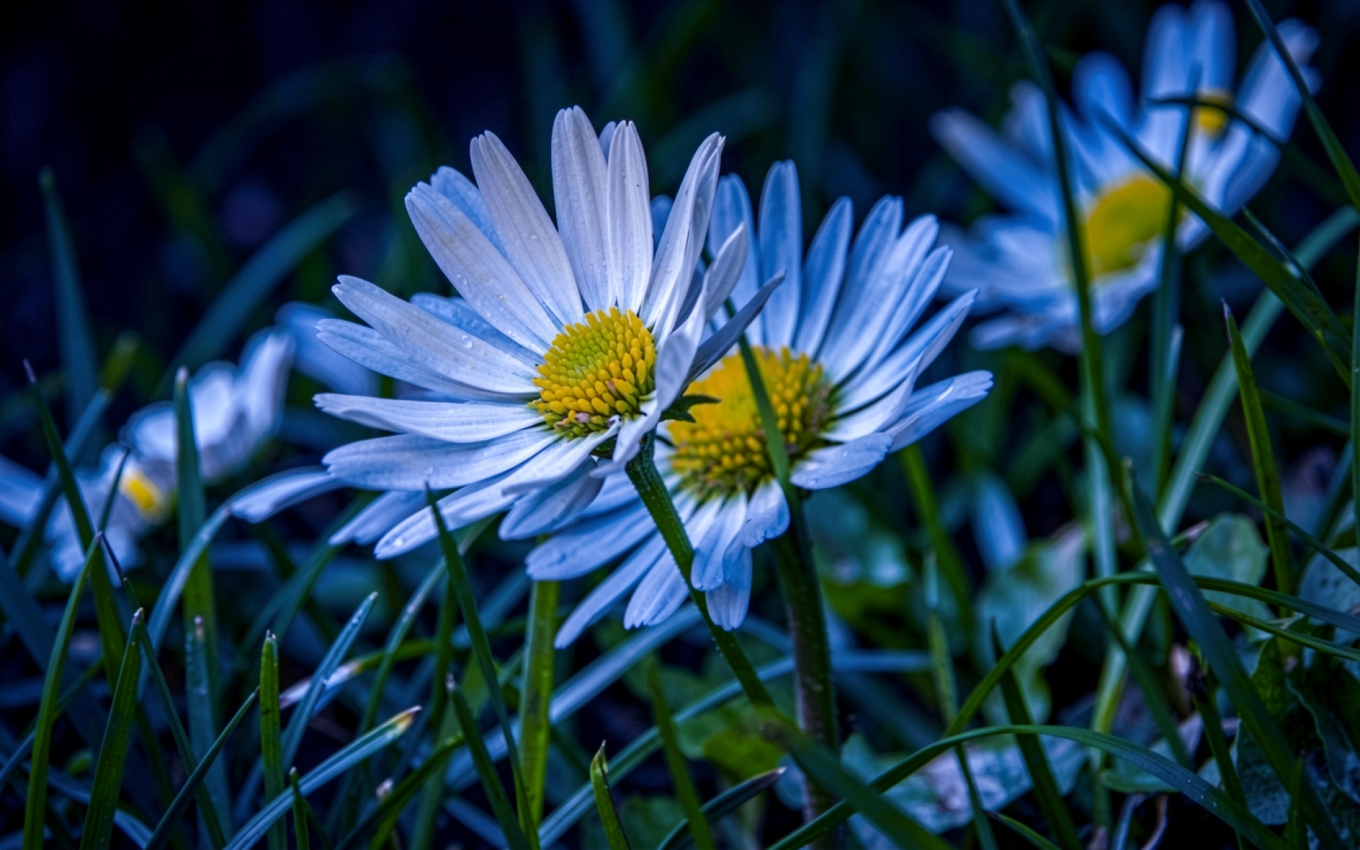 Белые маргаритки в темной зеленой траве