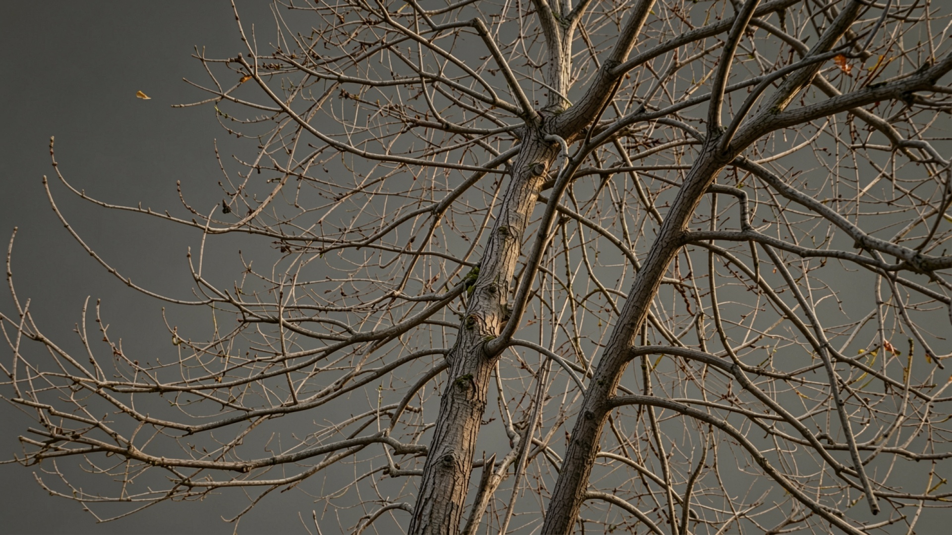 Сухие ветви дерева на сером фоне