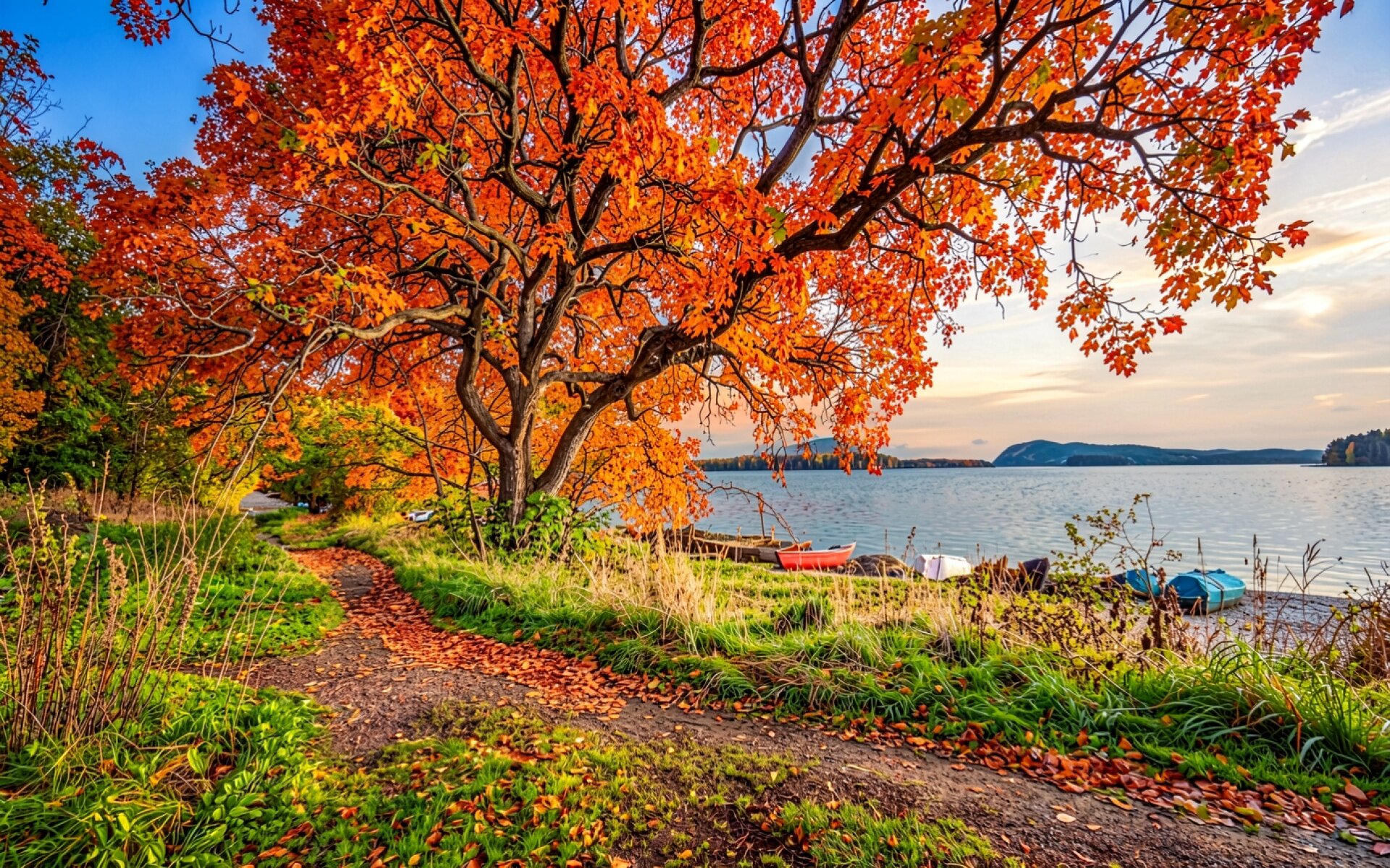 Осенний клен у берега синего озера