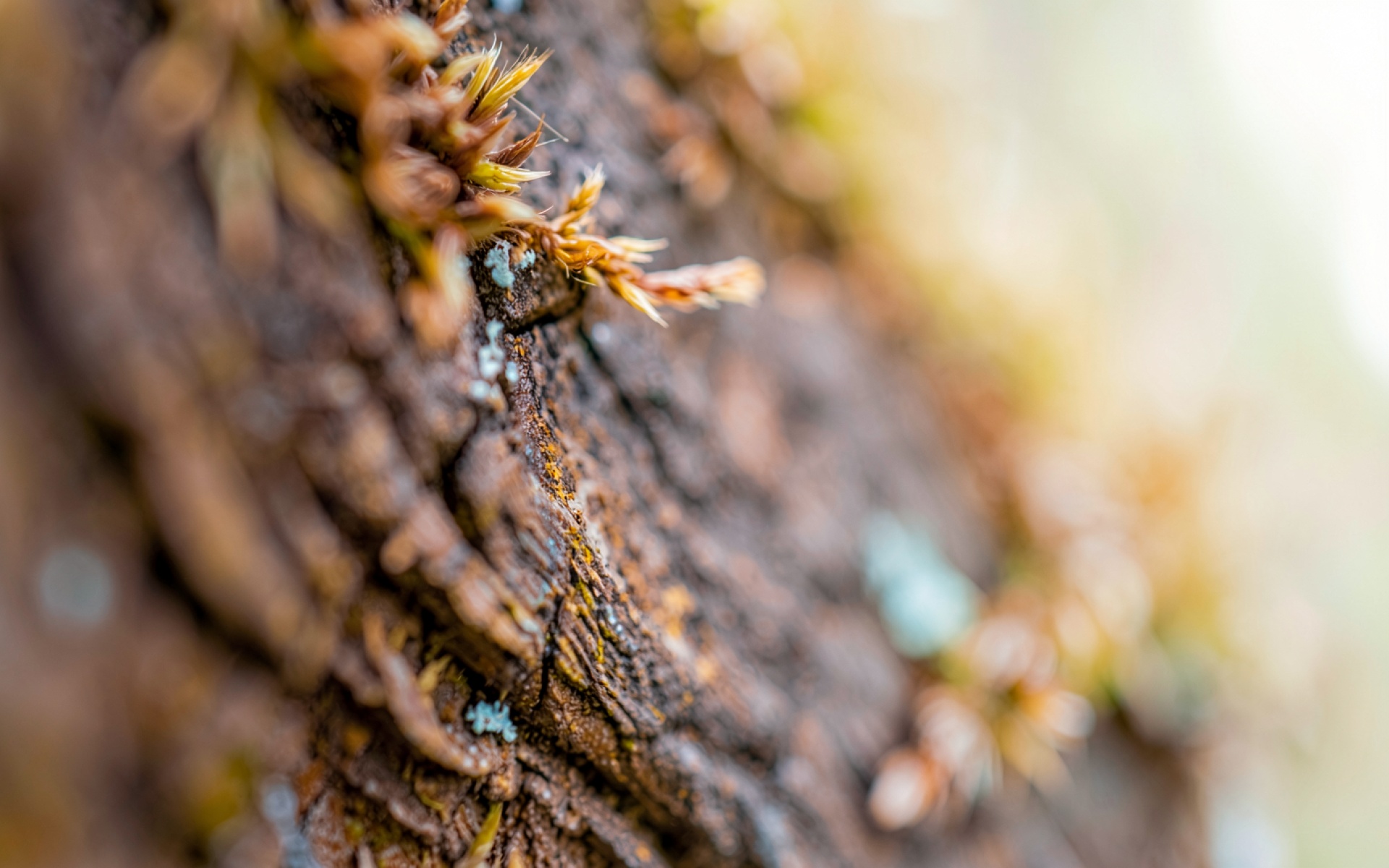 Кора старого дерева с рыжим мхом