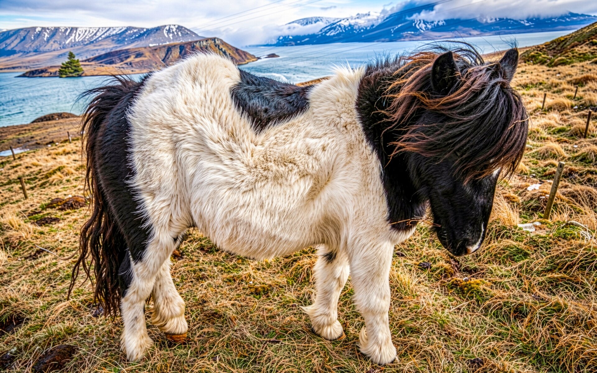 Исландская лошадь черно белого окраса в горах