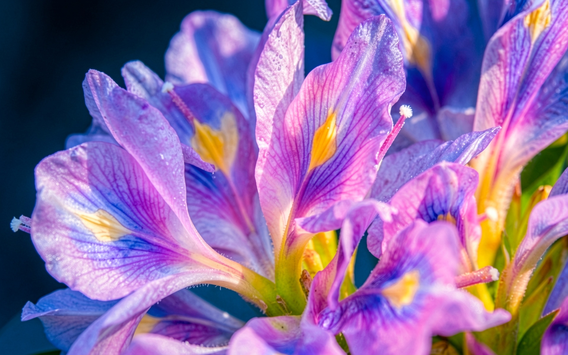 Фиолетовые цветы фрезии в темном окружении