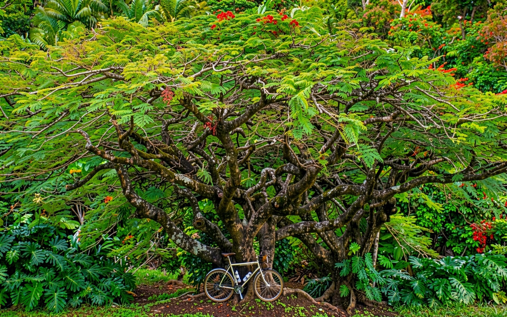 Белый велосипед под зеленым деревом в тропиках
