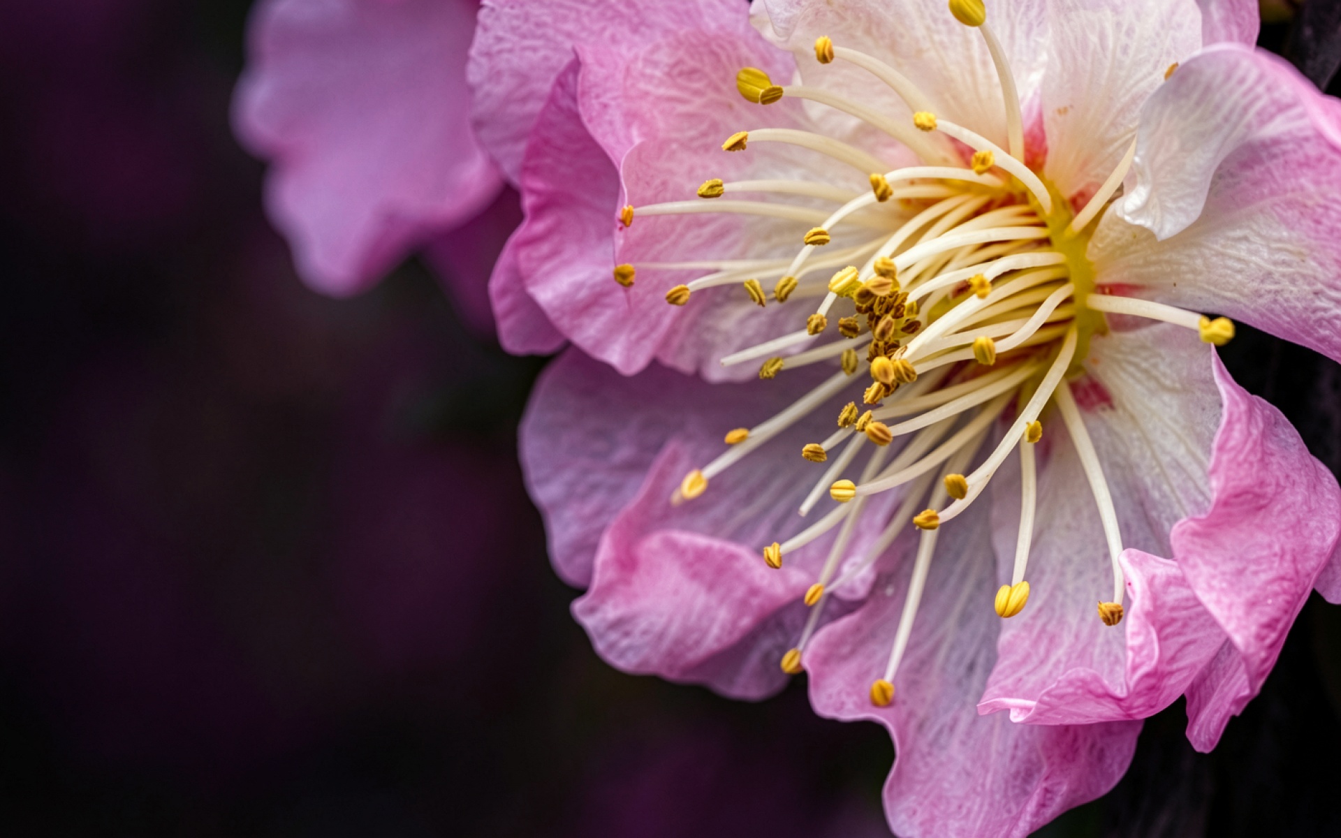 Розовый цветок вишни макросъемка темный фон