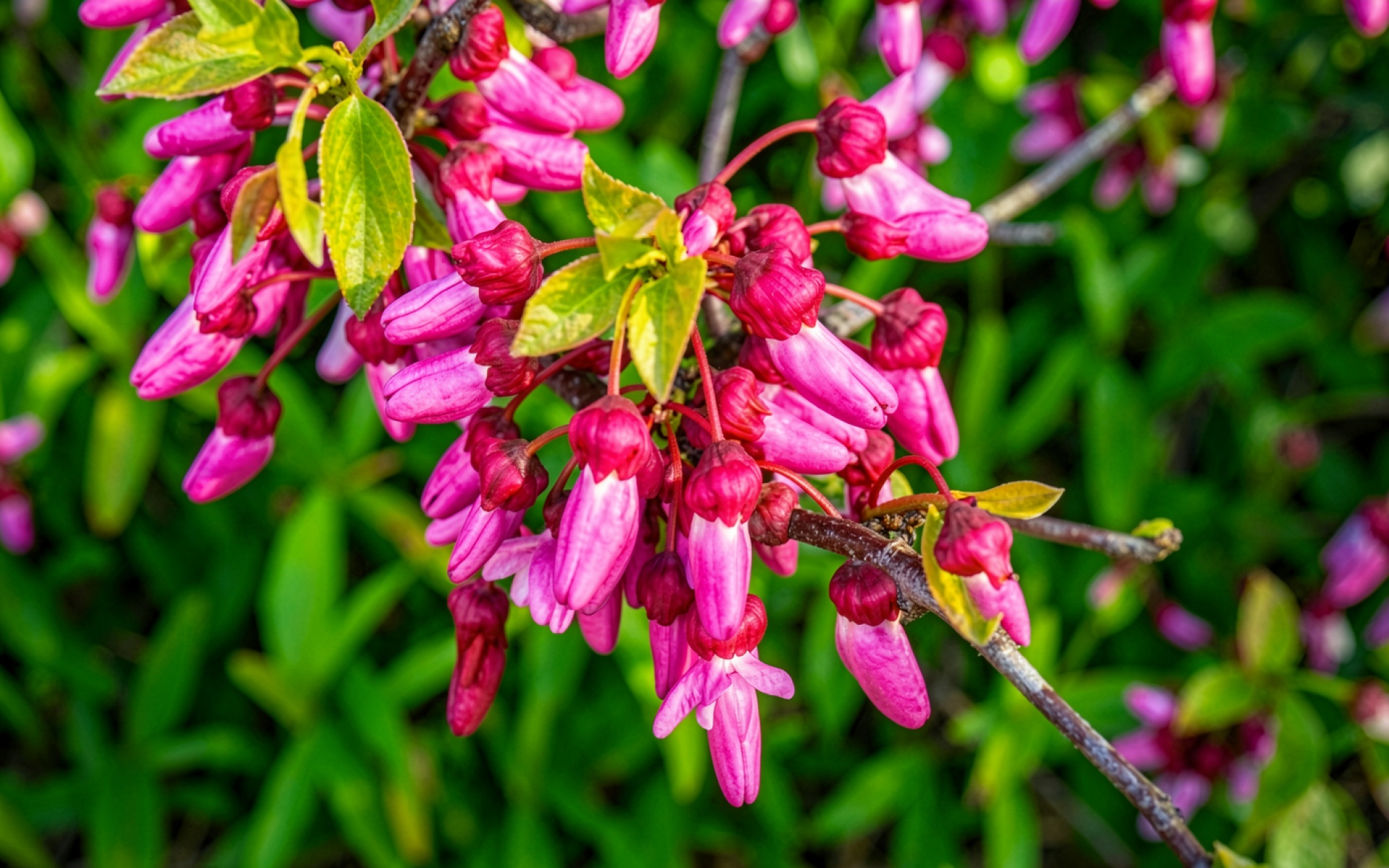 Розовые цветы колокольчиков на зеленом фоне