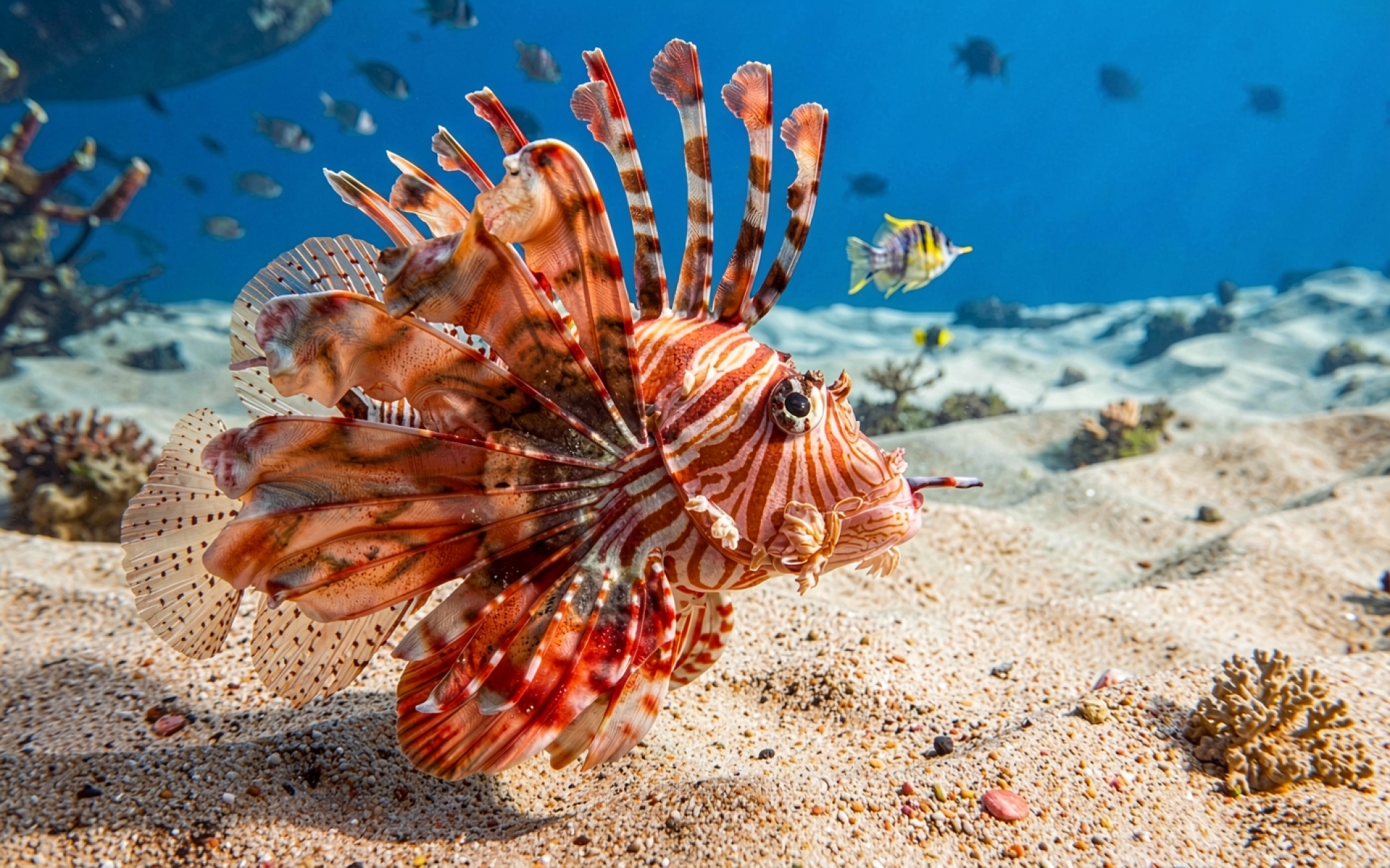 Рыба крылатка красная в синем океане