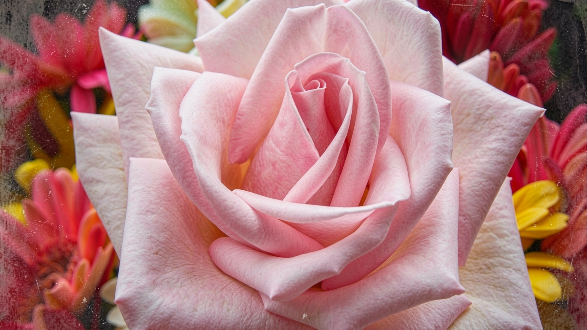 Розовая роза в макросъемке на темном фоне