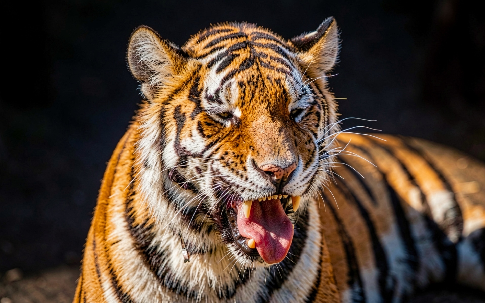 Рыжий тигр с открытой пастью в тени