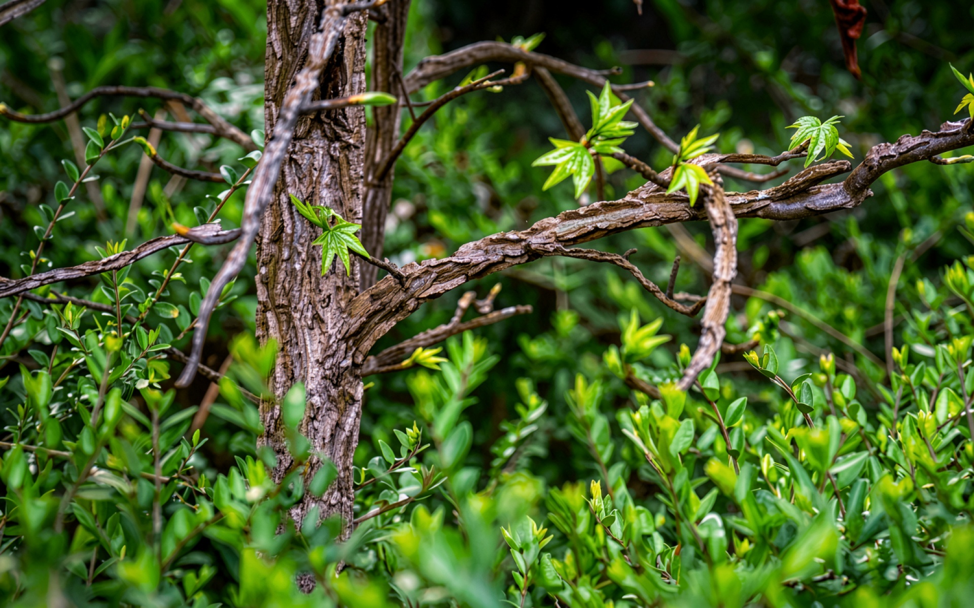 Ствол японского клена в зеленом саду