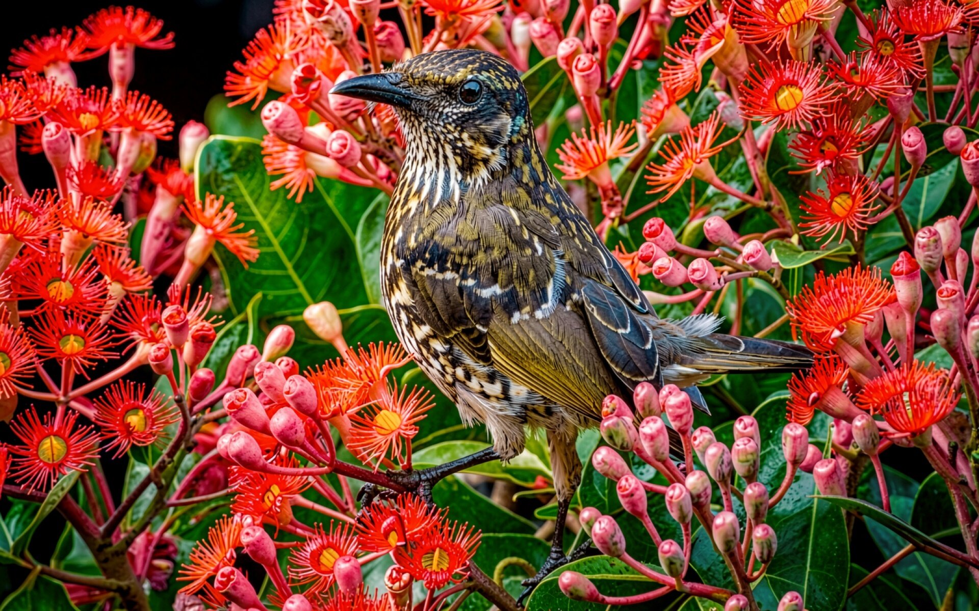 Коричневый дрозд среди красных цветов тропиков