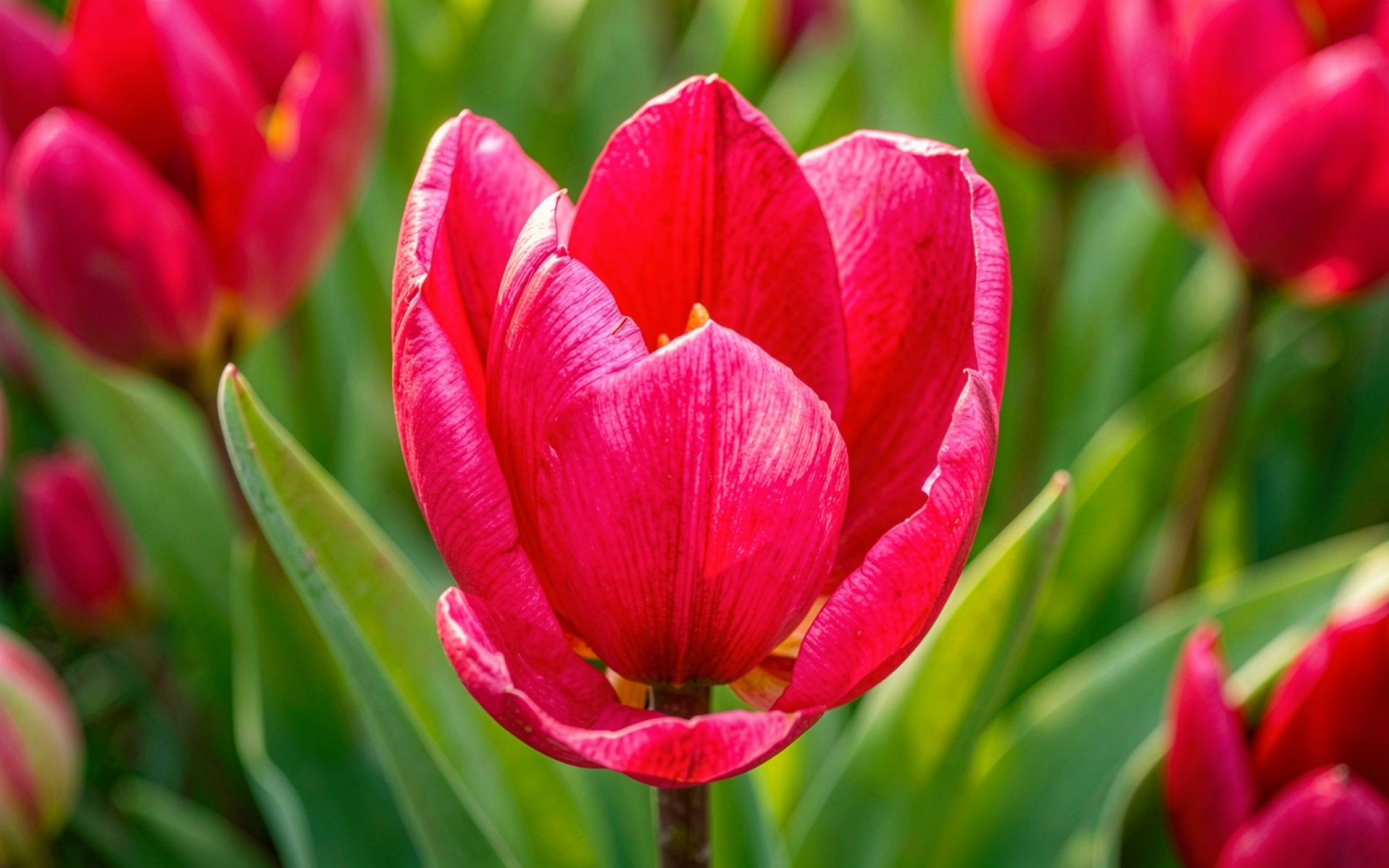 Красный тюльпан в солнечном весеннем саду