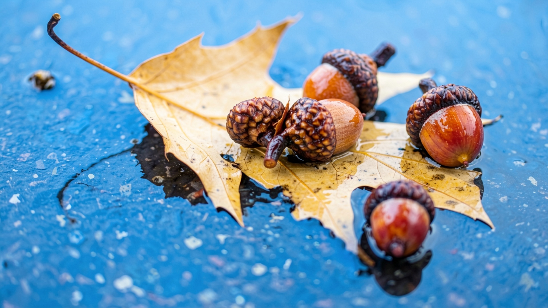 Желтый осенний лист с коричневыми желудями