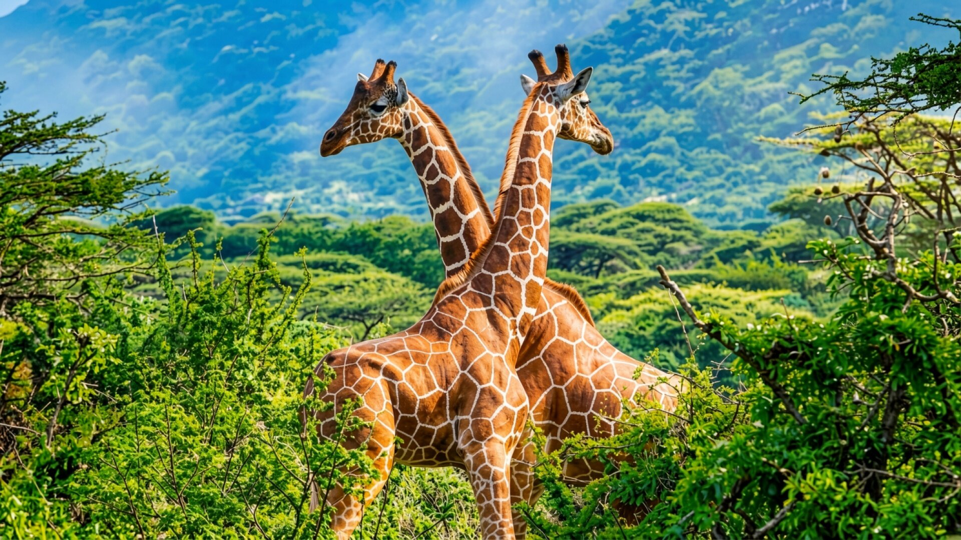 Две жирафа в зеленом лесу на фоне гор