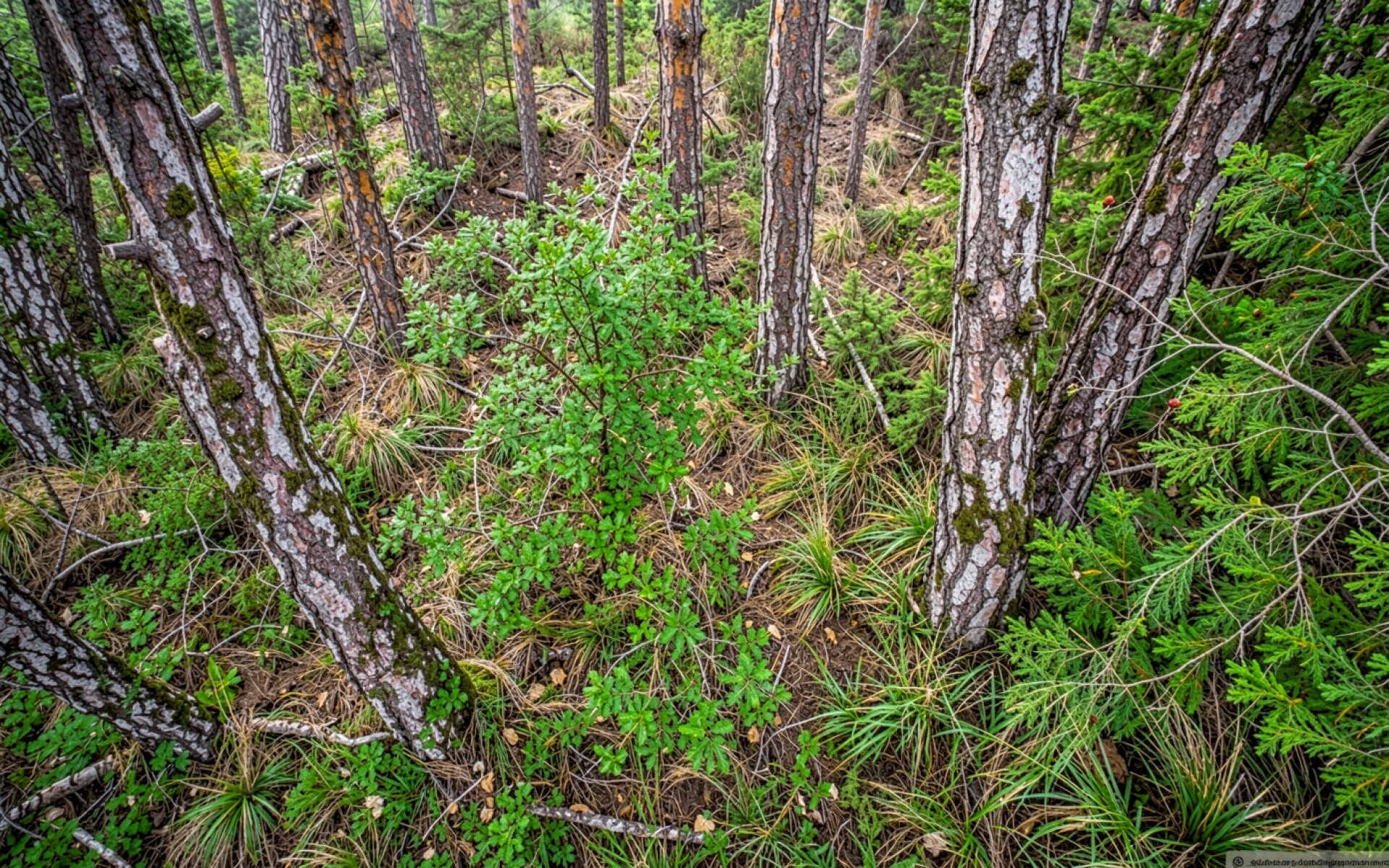 Хвойный лес с высокими соснами и зеленью