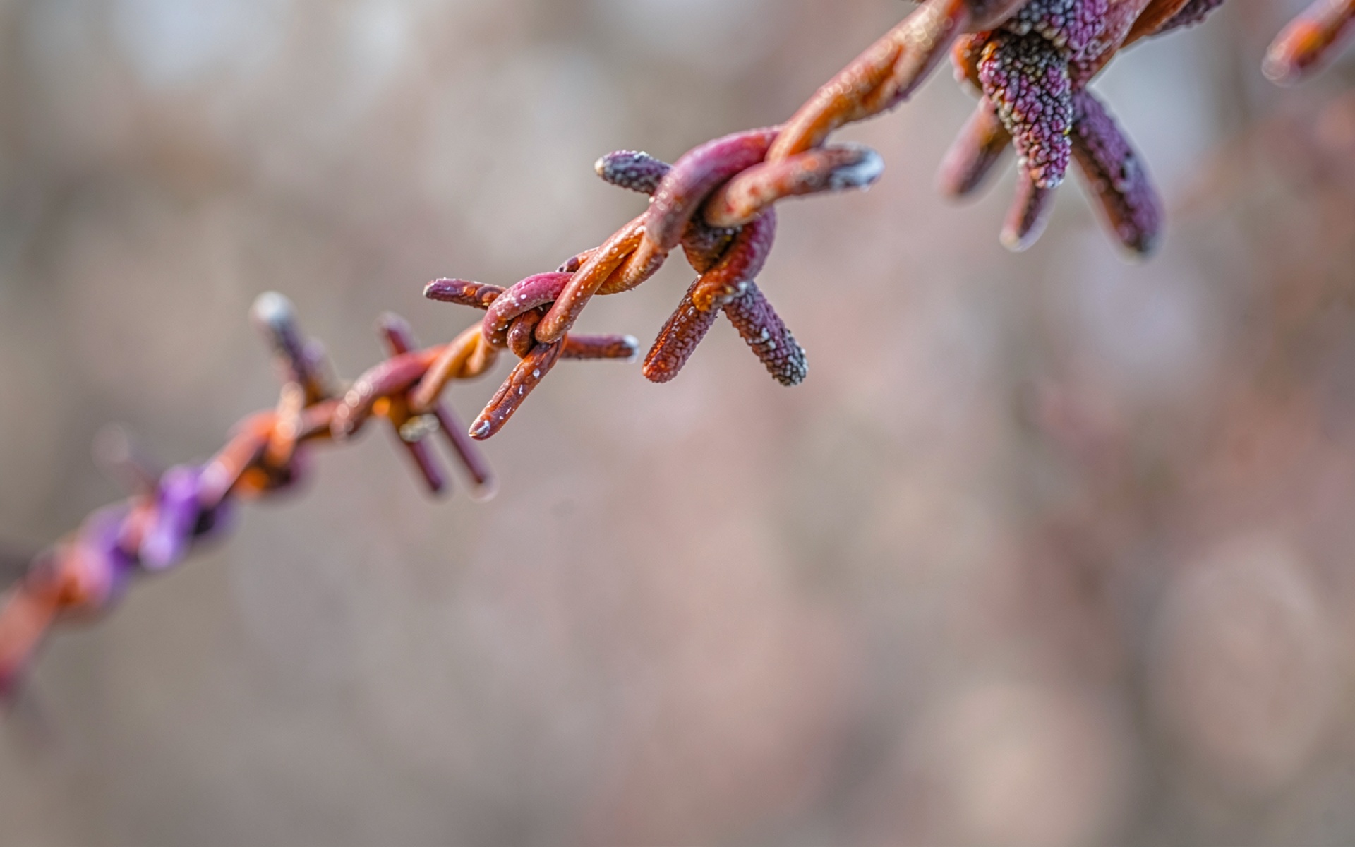 Ржавая колючая проволока в зимнем морозном лесу