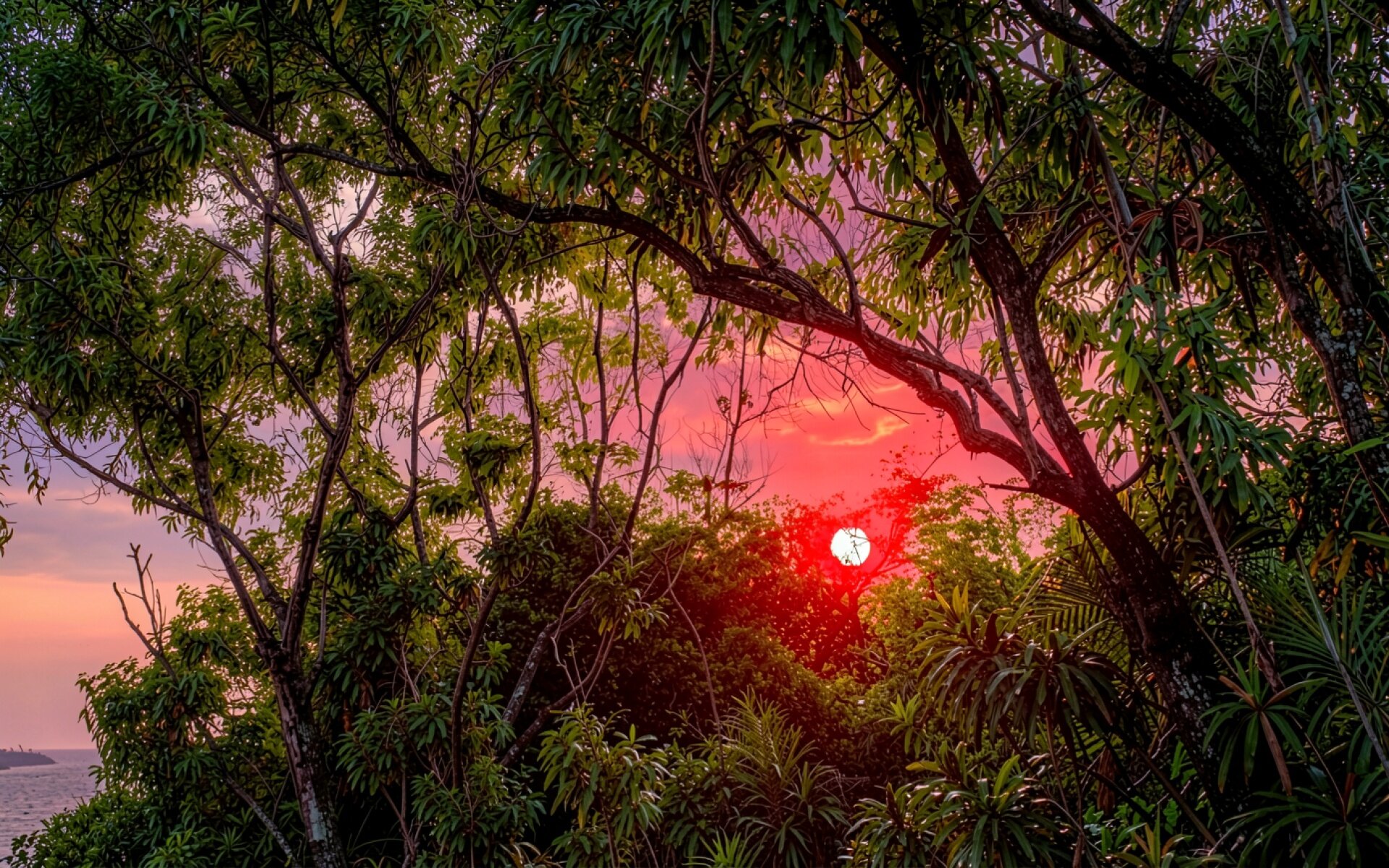 Закат в тропическом лесу с красным небом