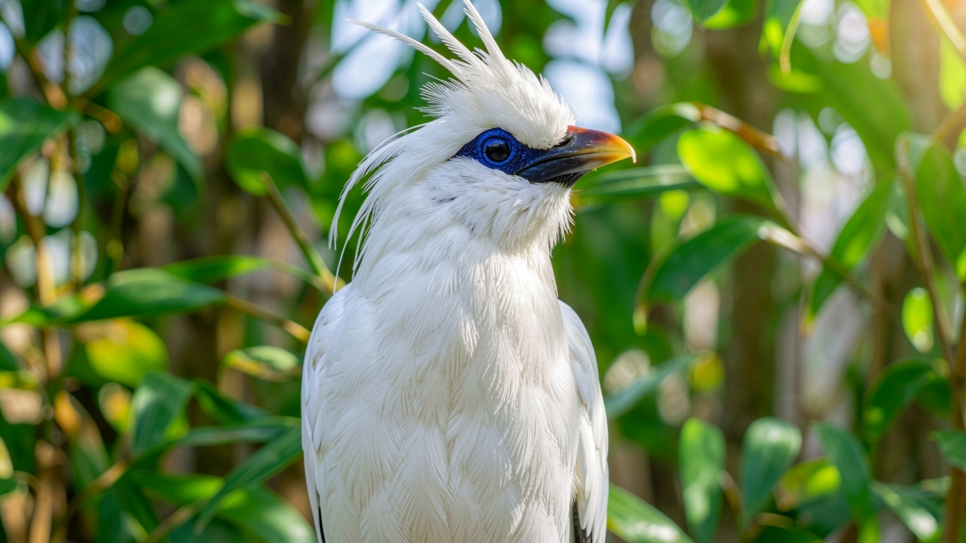 Белый какаду с синим лицом в тропическом лесу