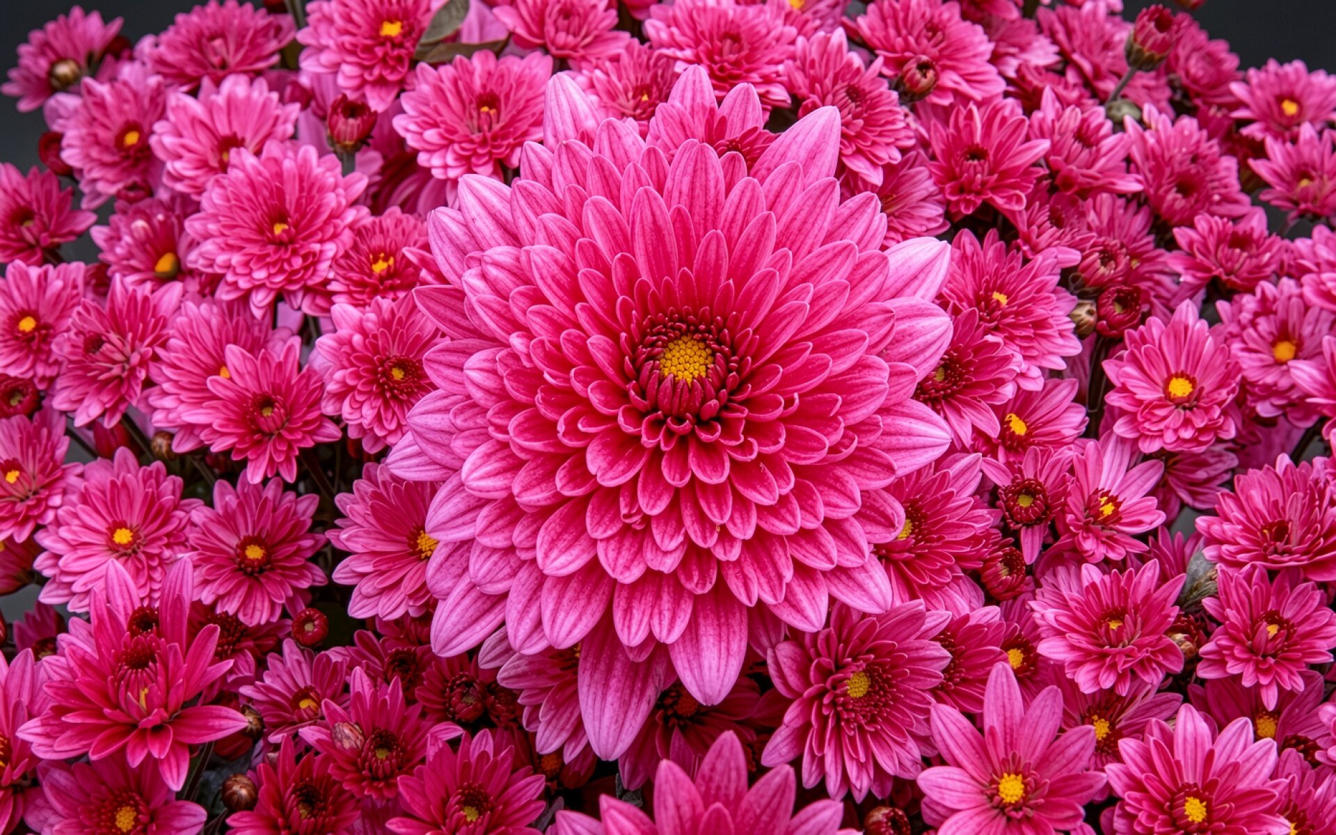 Розовые хризантемы в макросъемке на темном фоне