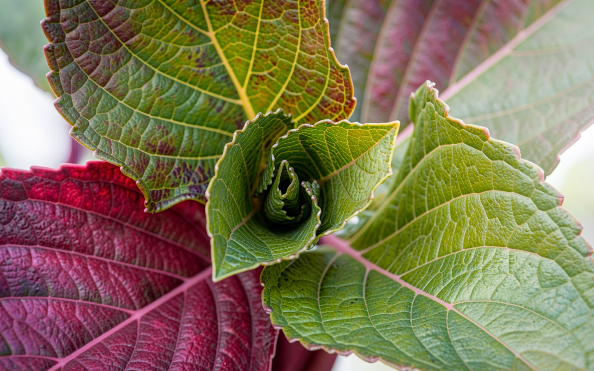 Листья колеуса бордового и зеленого цвета
