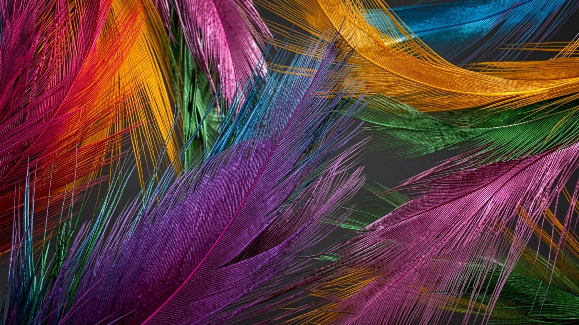 Разноцветные перья на темном сером фоне
