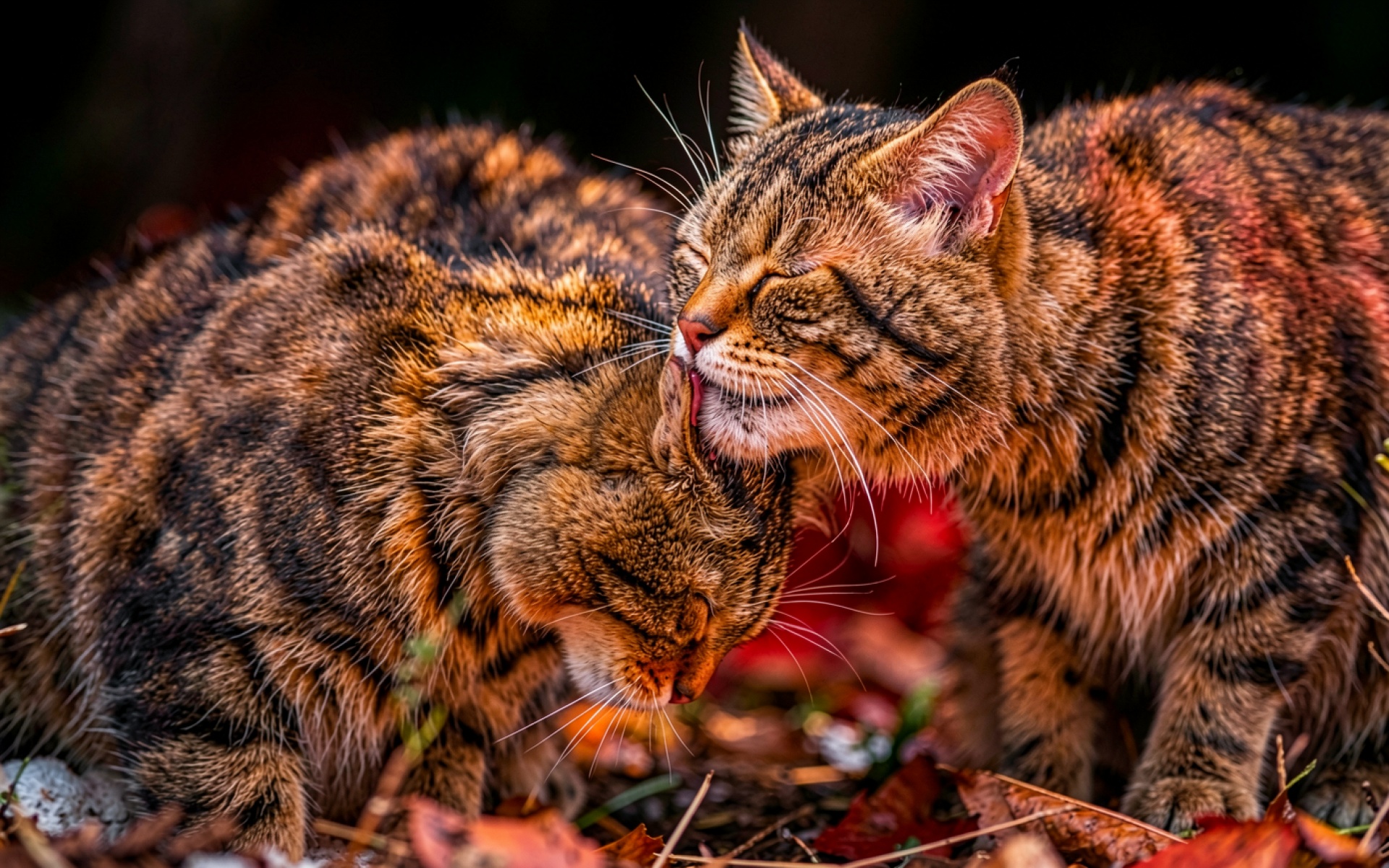 Два полосатых кота в осенней листве