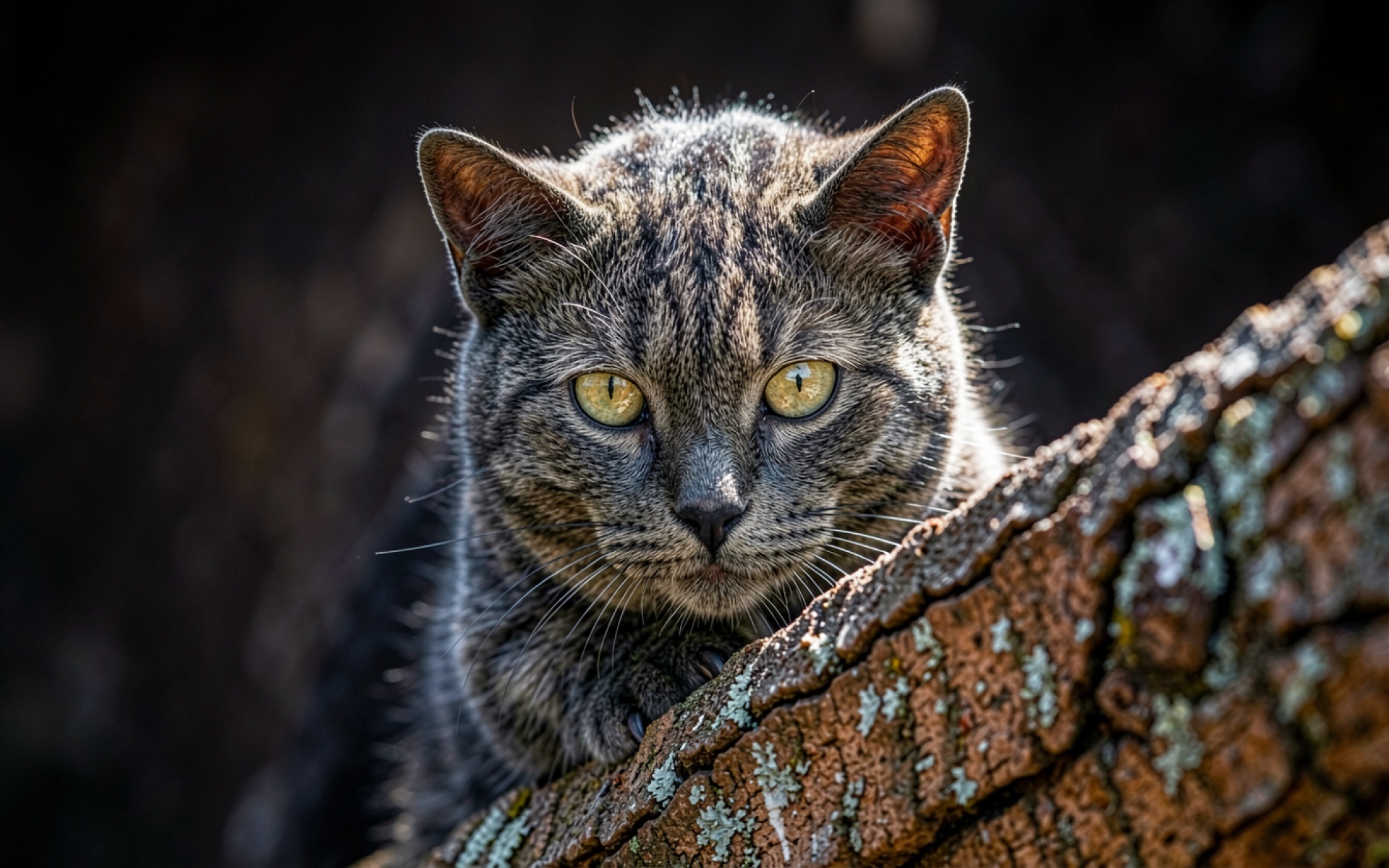 Серый полосатый кот за корой дерева