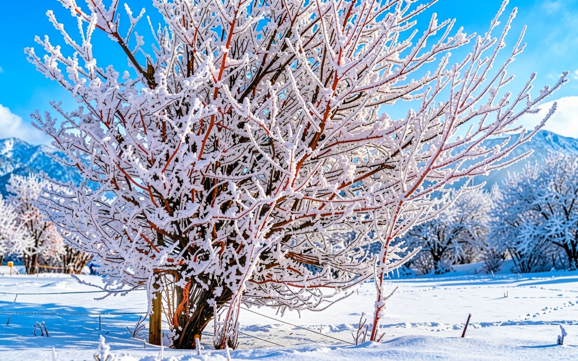 Заснеженное дерево с красными ветвями в горах