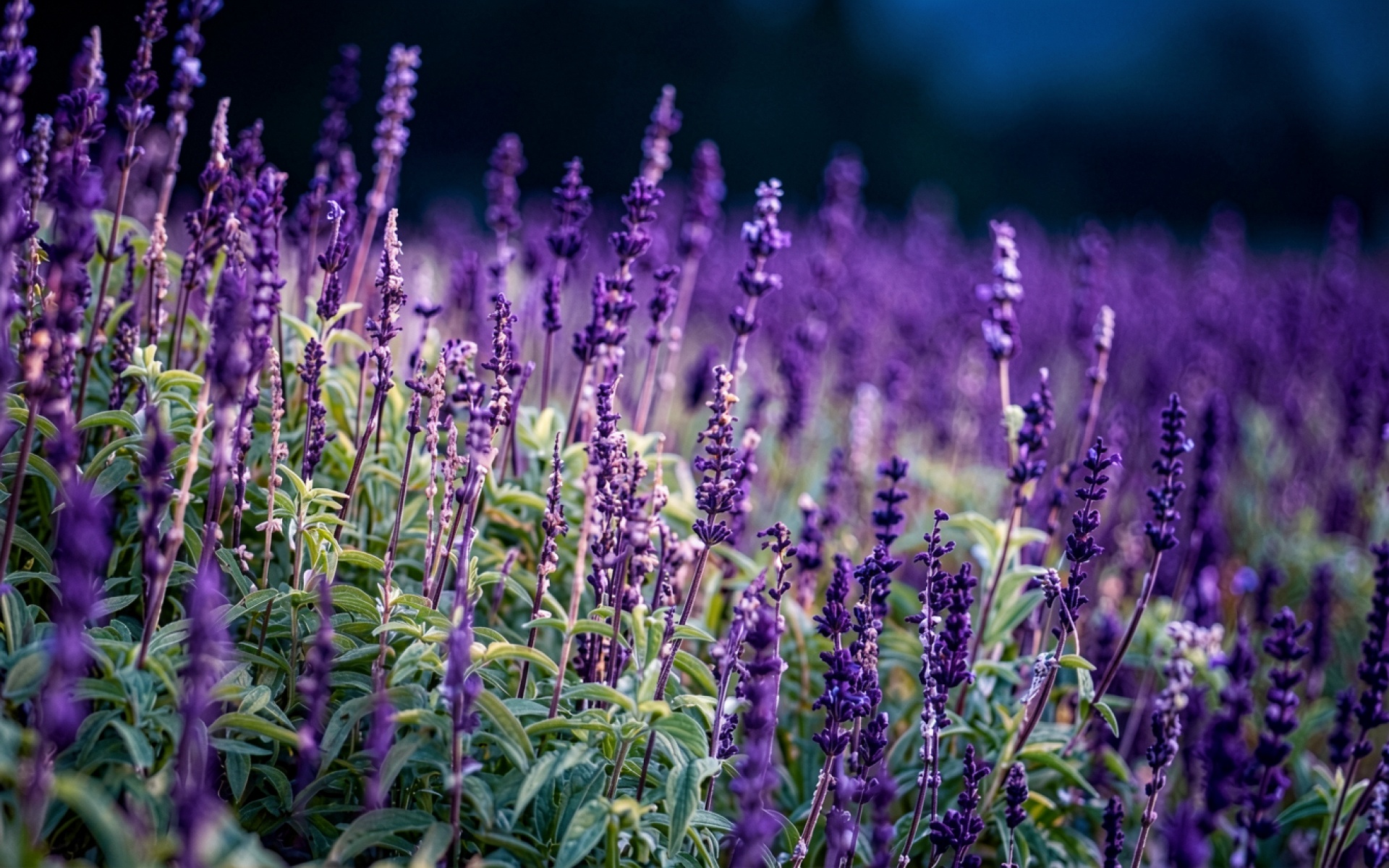 Поле фиолетового шалфея в сумерках приглушенного света