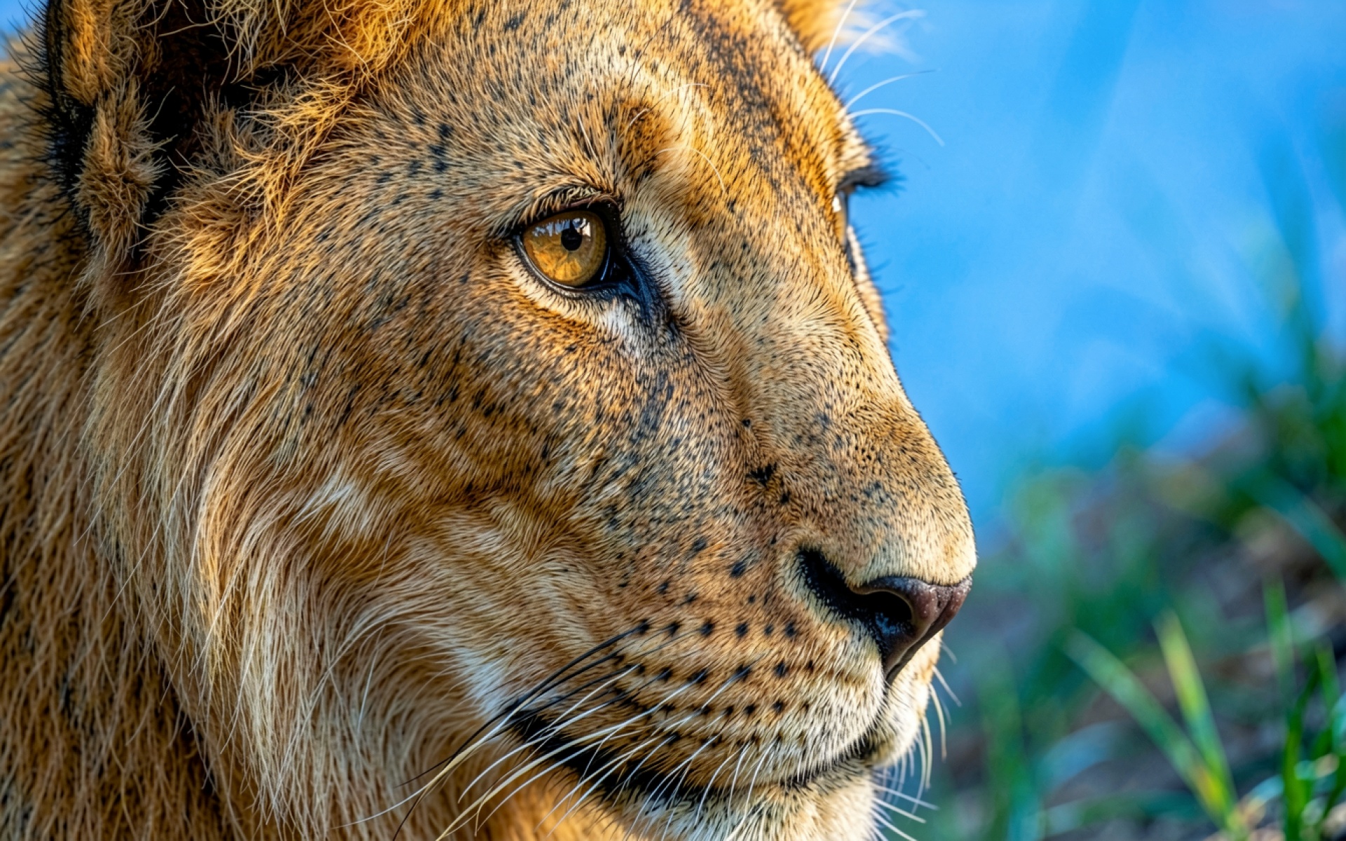 Портрет льва золотистого цвета в профиль