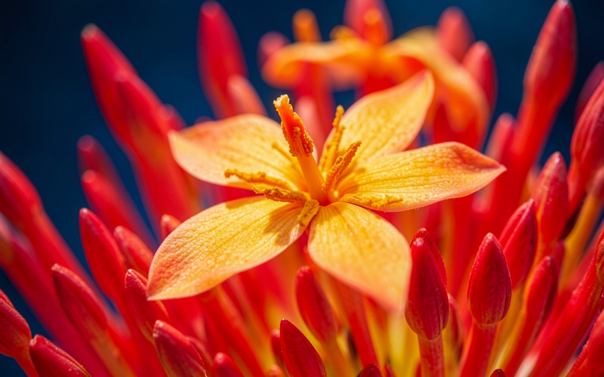 Оранжевый цветок кловелла в красных бутонах