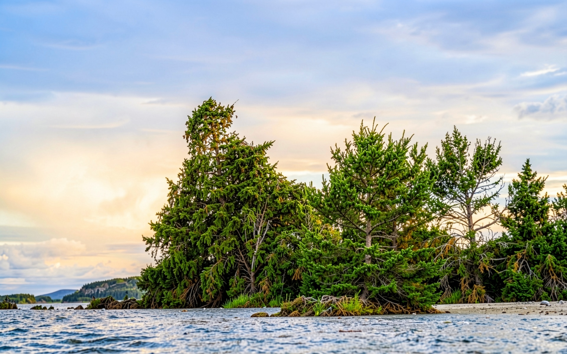 Хвойные деревья на берегу озера в закатном свете